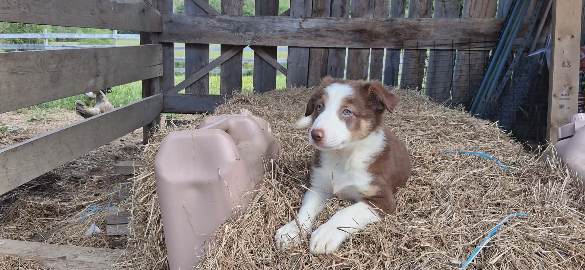 Willie – Border Collie puppy for sale in Lancing, TN
