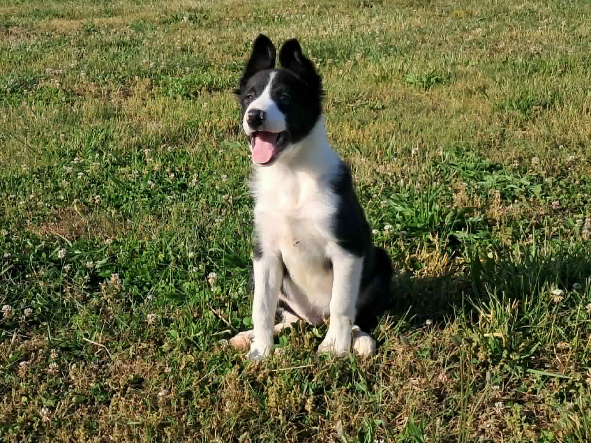 Hank – Border Collie puppy for sale in Lancing, TN