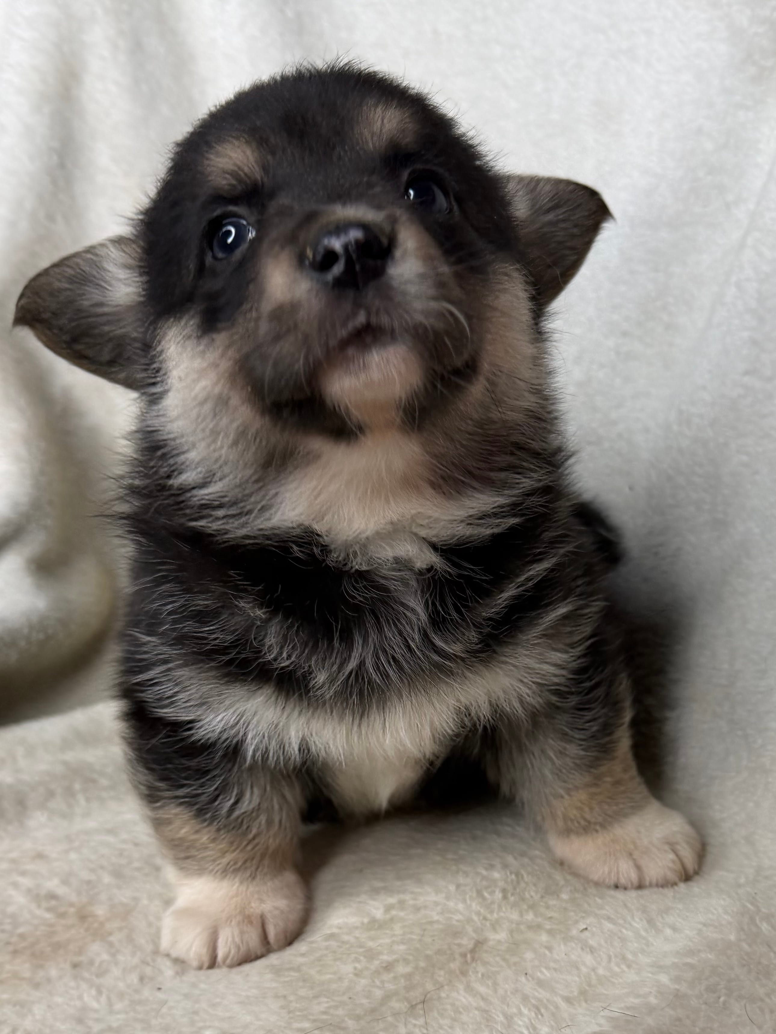 Wanda  – Cardigan Welsh Corgi, Pembroke Welsh Corgi puppy for sale in Grants Pass, OR