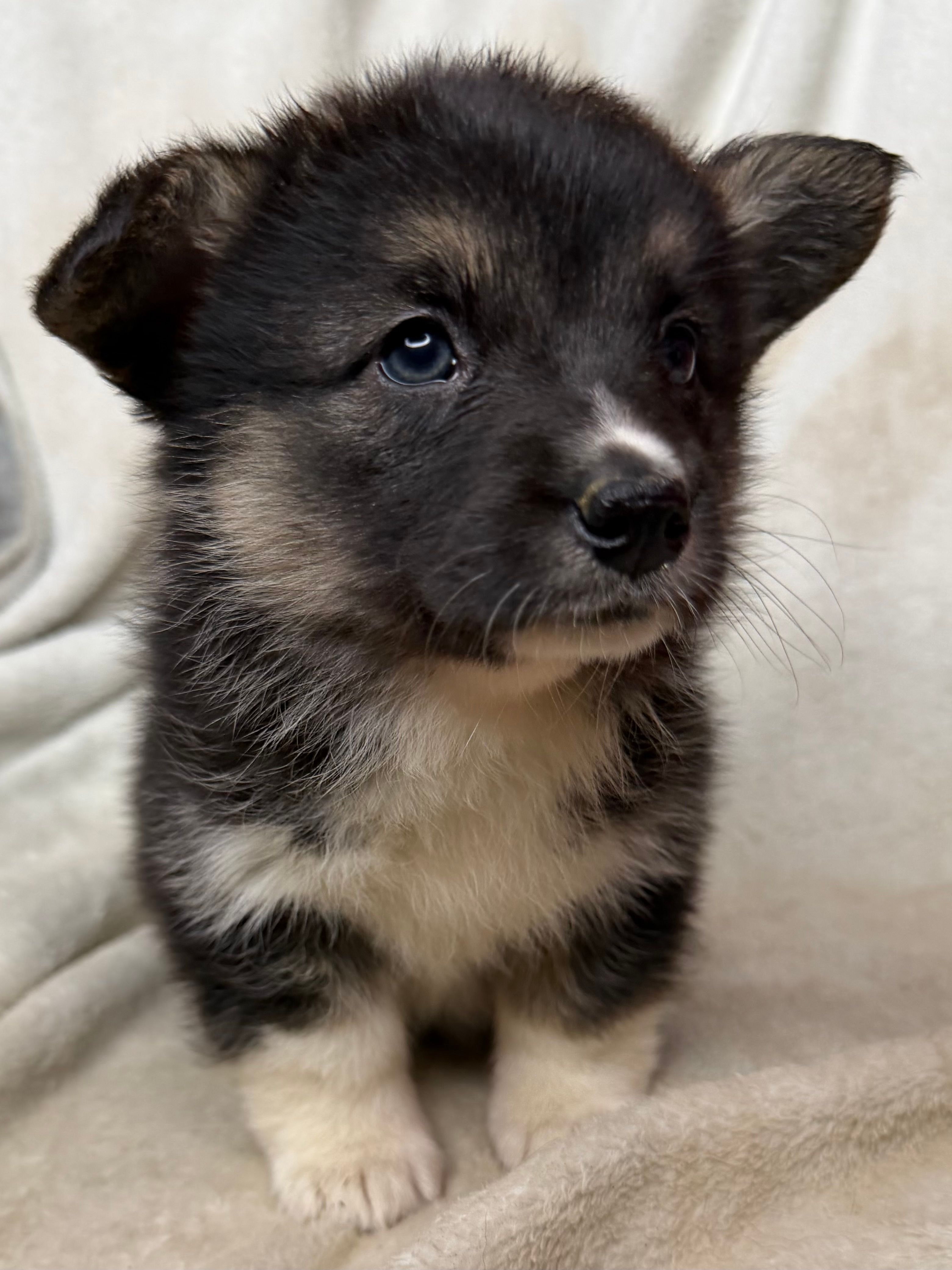 Winnie – Cardigan Welsh Corgi, Pembroke Welsh Corgi puppy for sale in Grants Pass, OR
