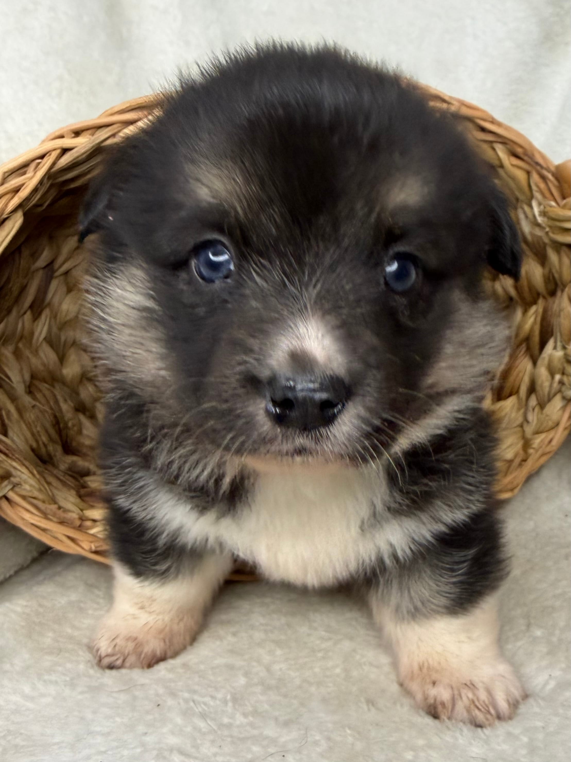 Winnie – Cardigan Welsh Corgi, Pembroke Welsh Corgi puppy for sale in Grants Pass, OR