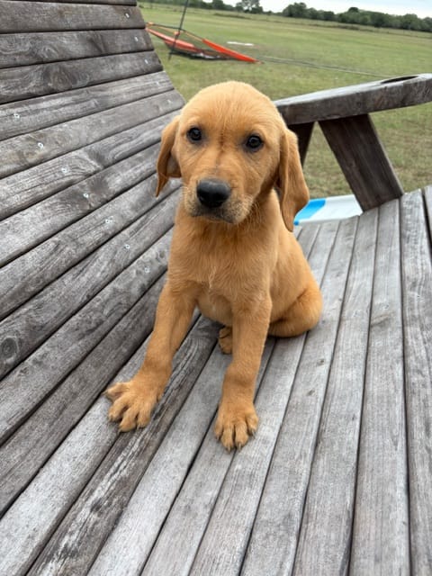 Merril  – Goldador puppy for sale in Victoria, TX