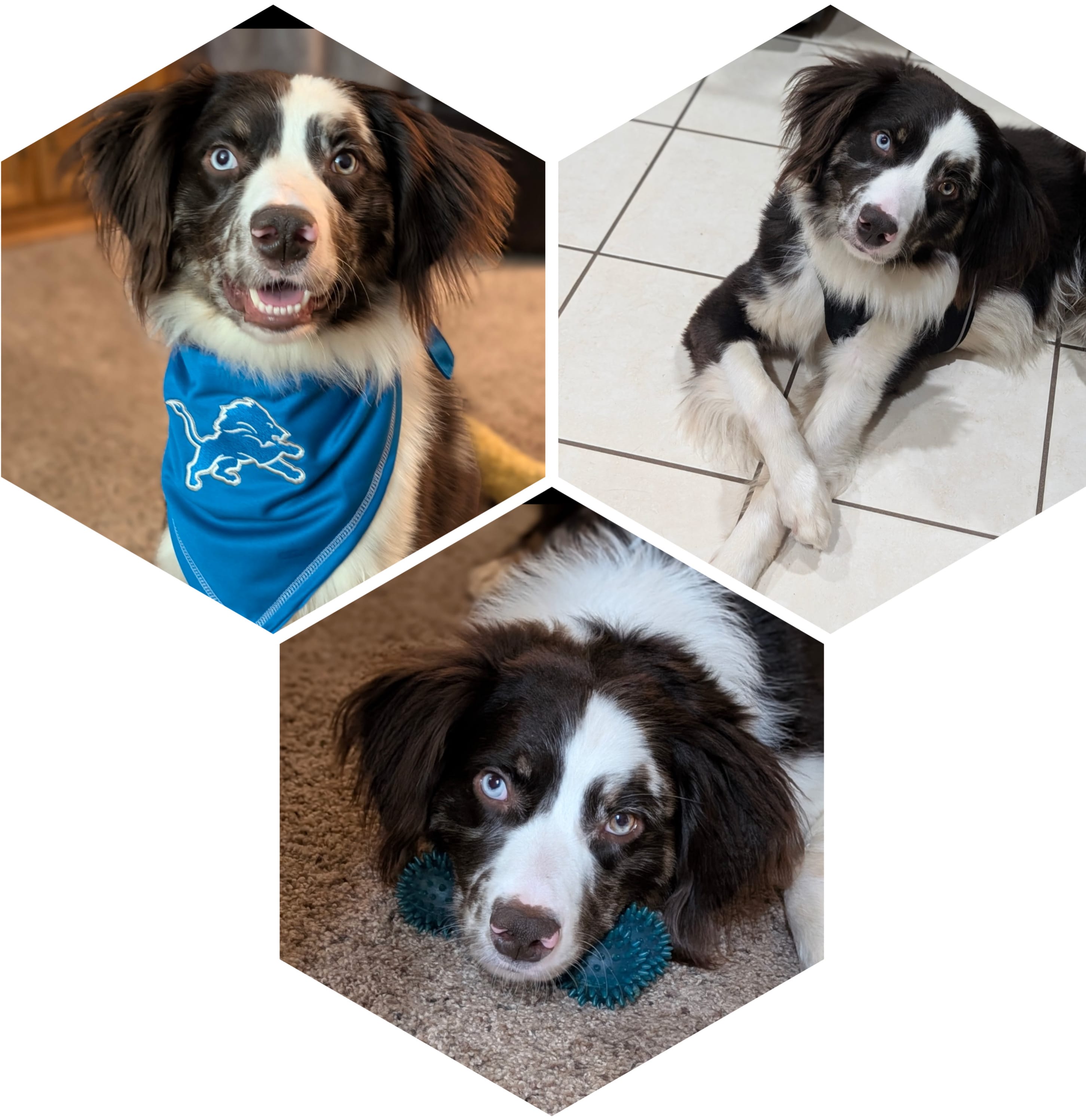 Koda  – Australian Shepherd puppy for sale in Paw Paw, MI