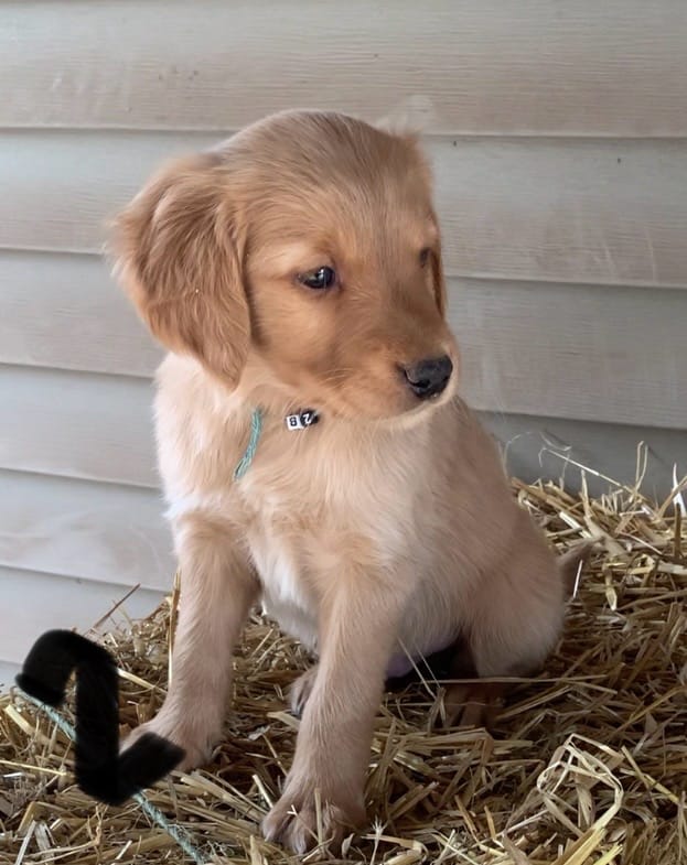 B-2 – Golden Retriever puppy for sale in Finlayson, MN
