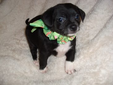 BAXTER – Chihuahua puppy for sale in Canton, MS