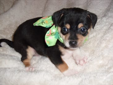 OSCAR – Chihuahua puppy for sale in Canton, MS