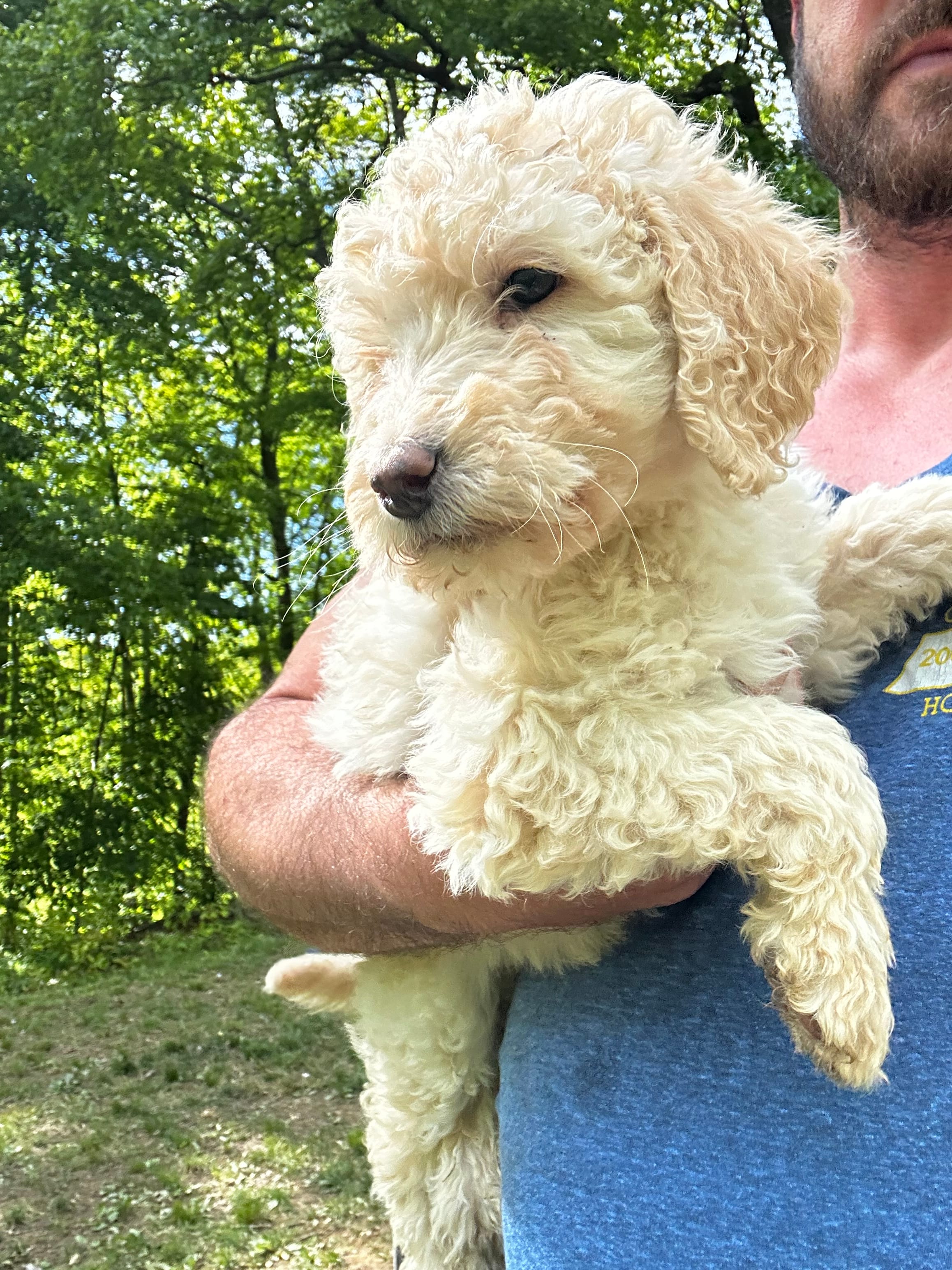 Angel  – Old English Sheepdog, Goldendoodle puppy for sale in Tri-Cities, TN