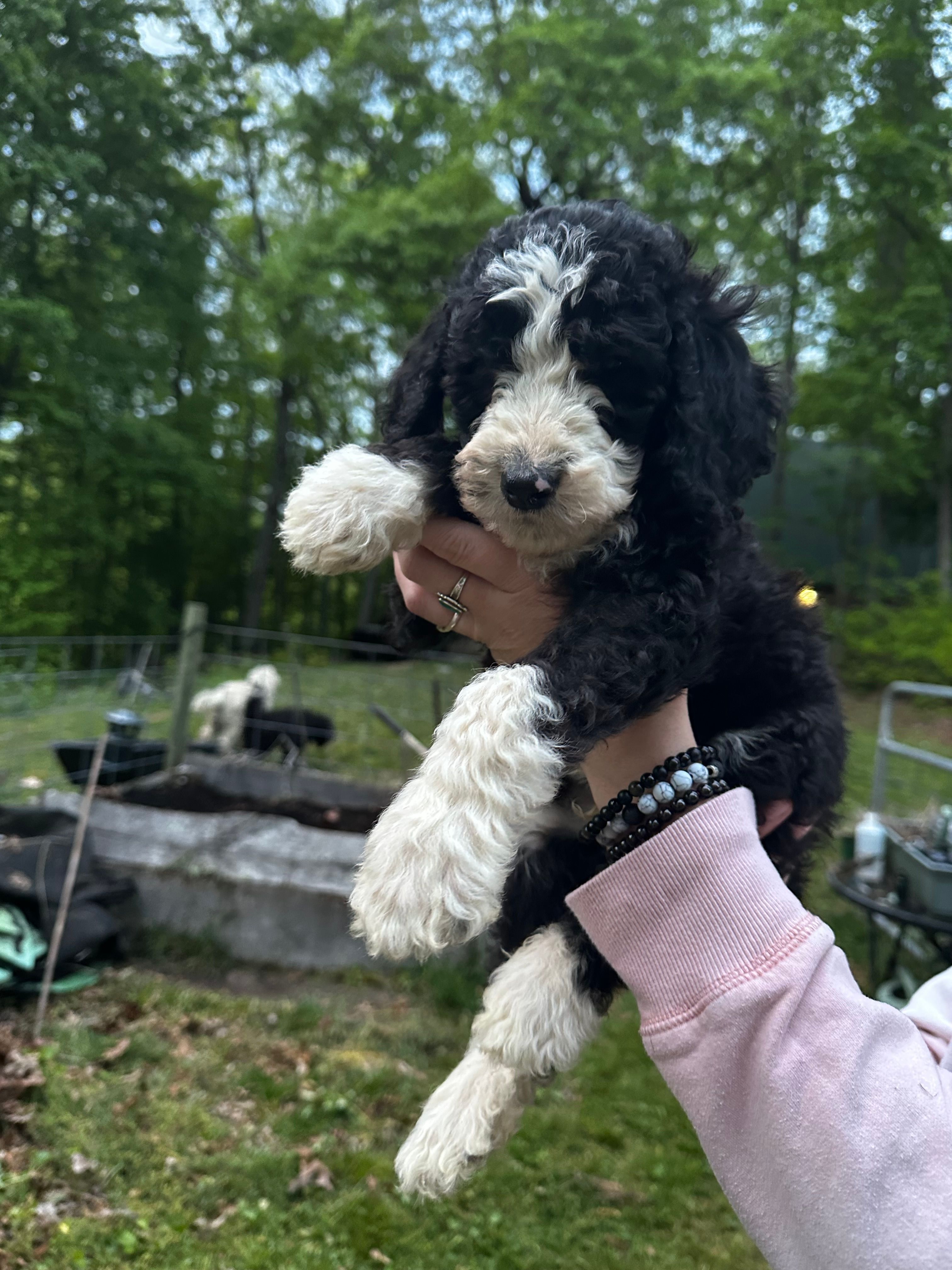 Jack – Old English Sheepdog, Goldendoodle puppy for sale in Tri-Cities, TN