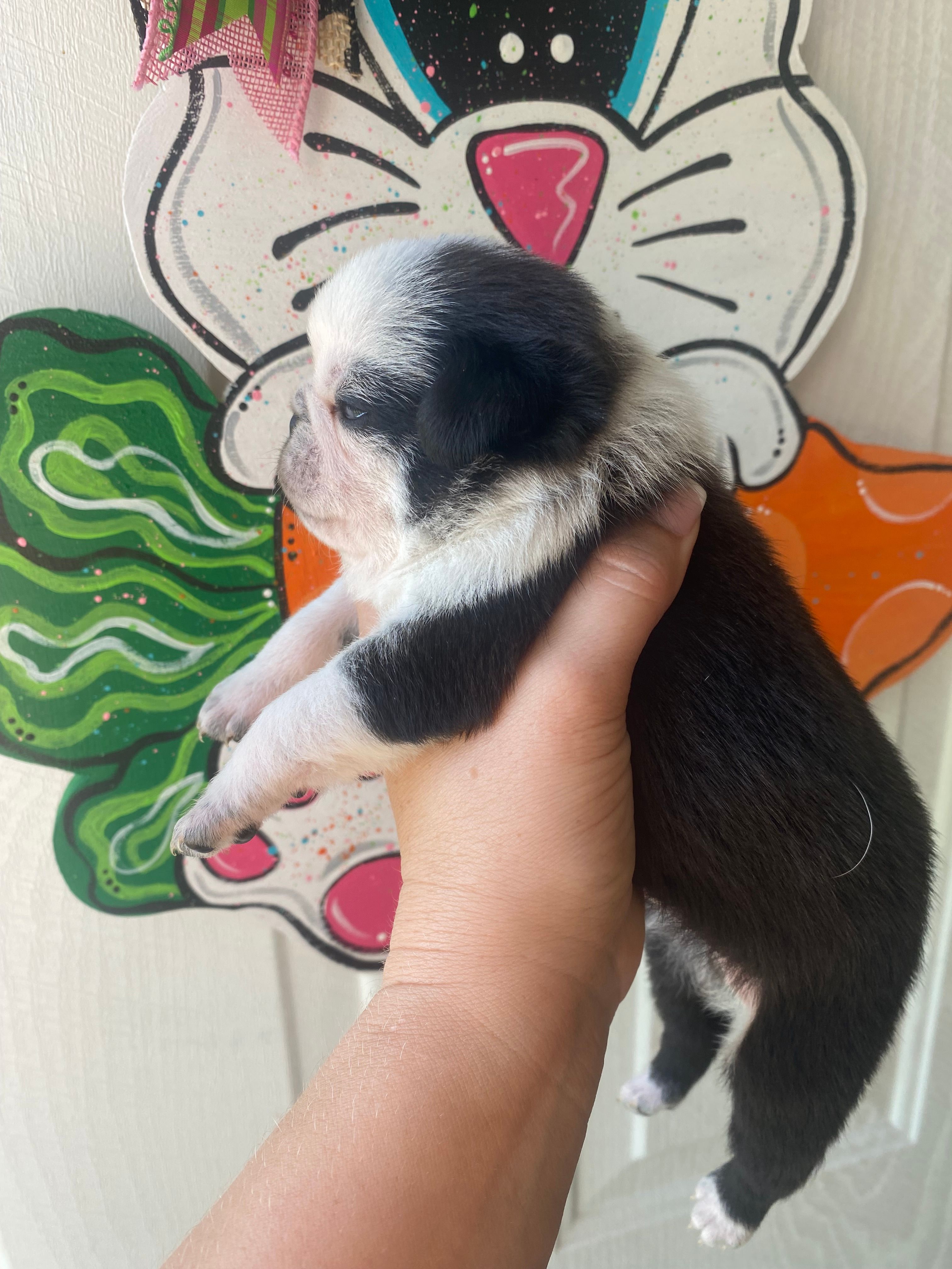 Fudge  – Pug puppy for sale in Santo, TX