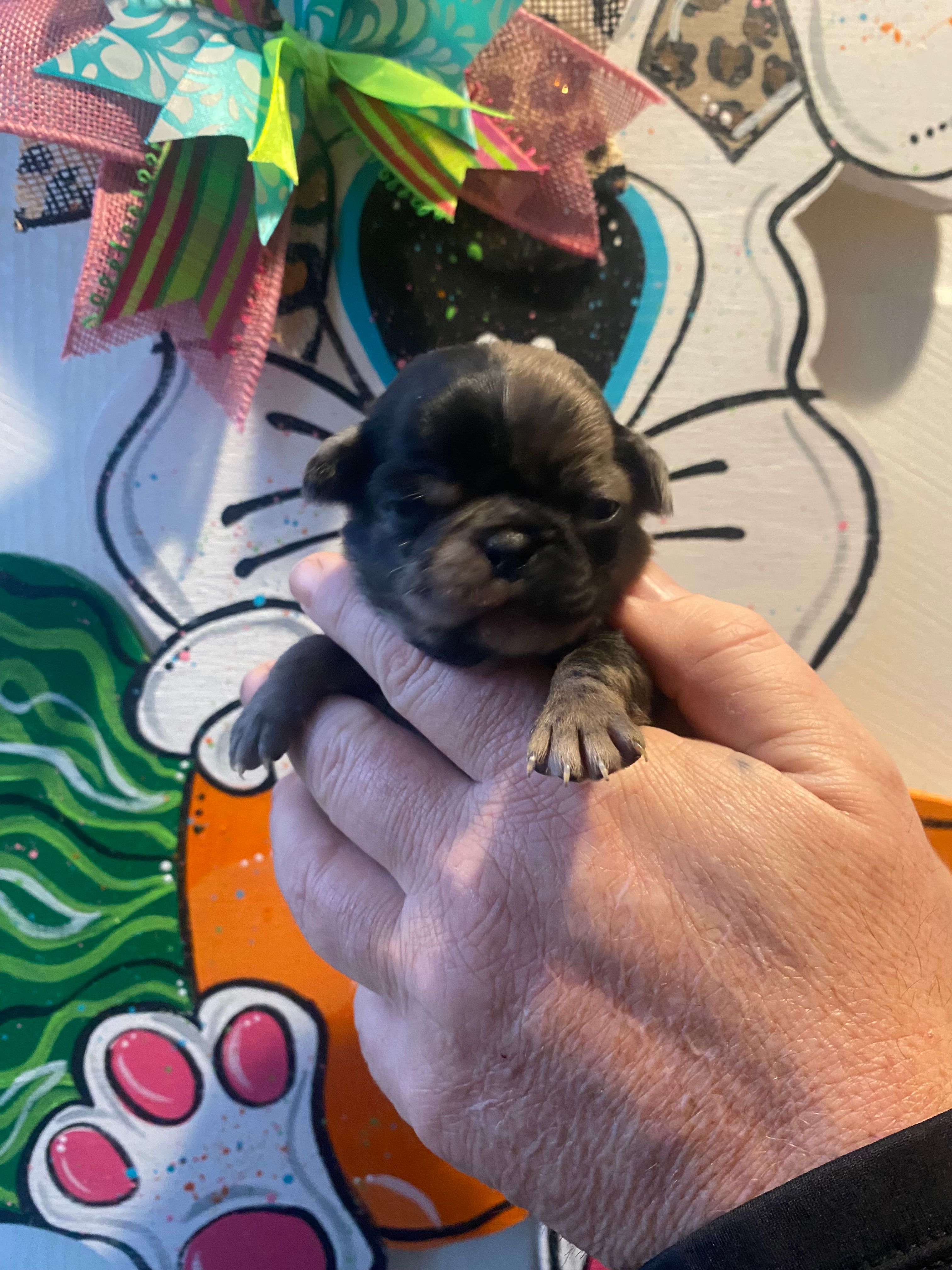 Truffle – Pug puppy for sale in Santo, TX