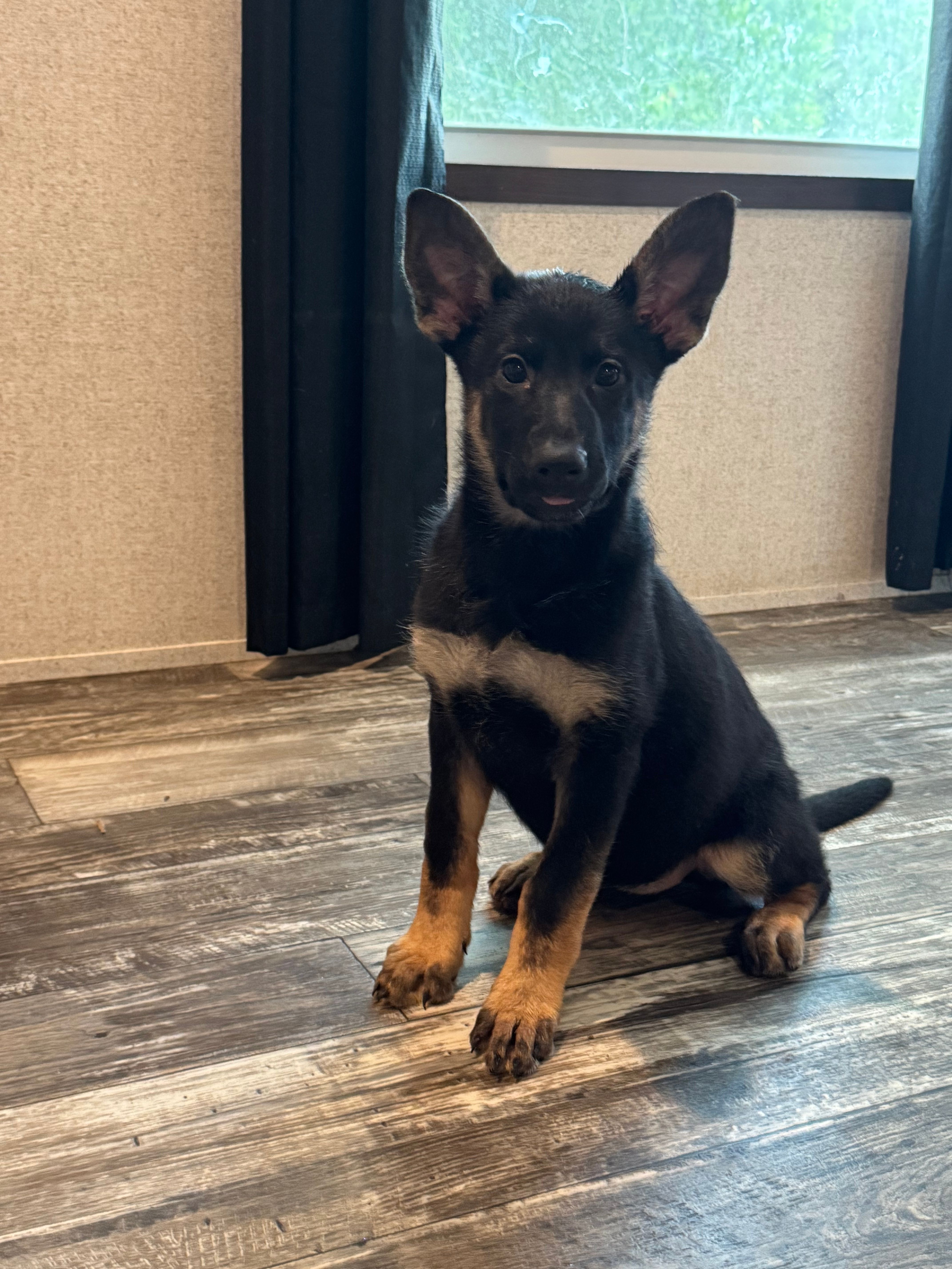 Ivy – German Shepherd Dog puppy for sale in Santo, TX