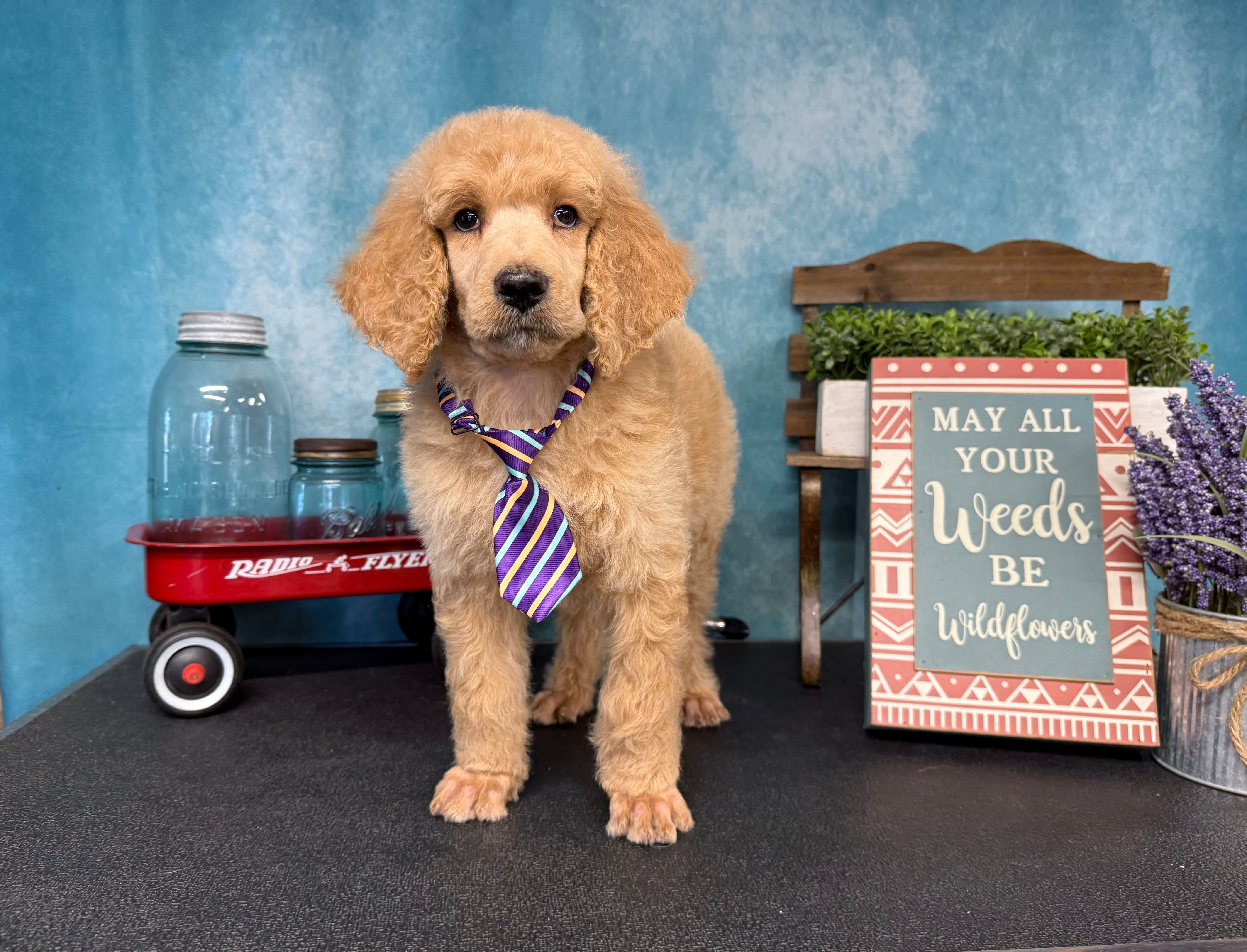 Amour – Poodle - Standard  puppy for sale in Sarcoxie, MO