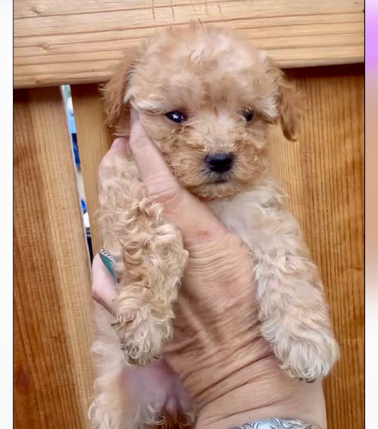 Teacup poodle – Poodle - Toy  puppy for sale in Los Angeles, CA