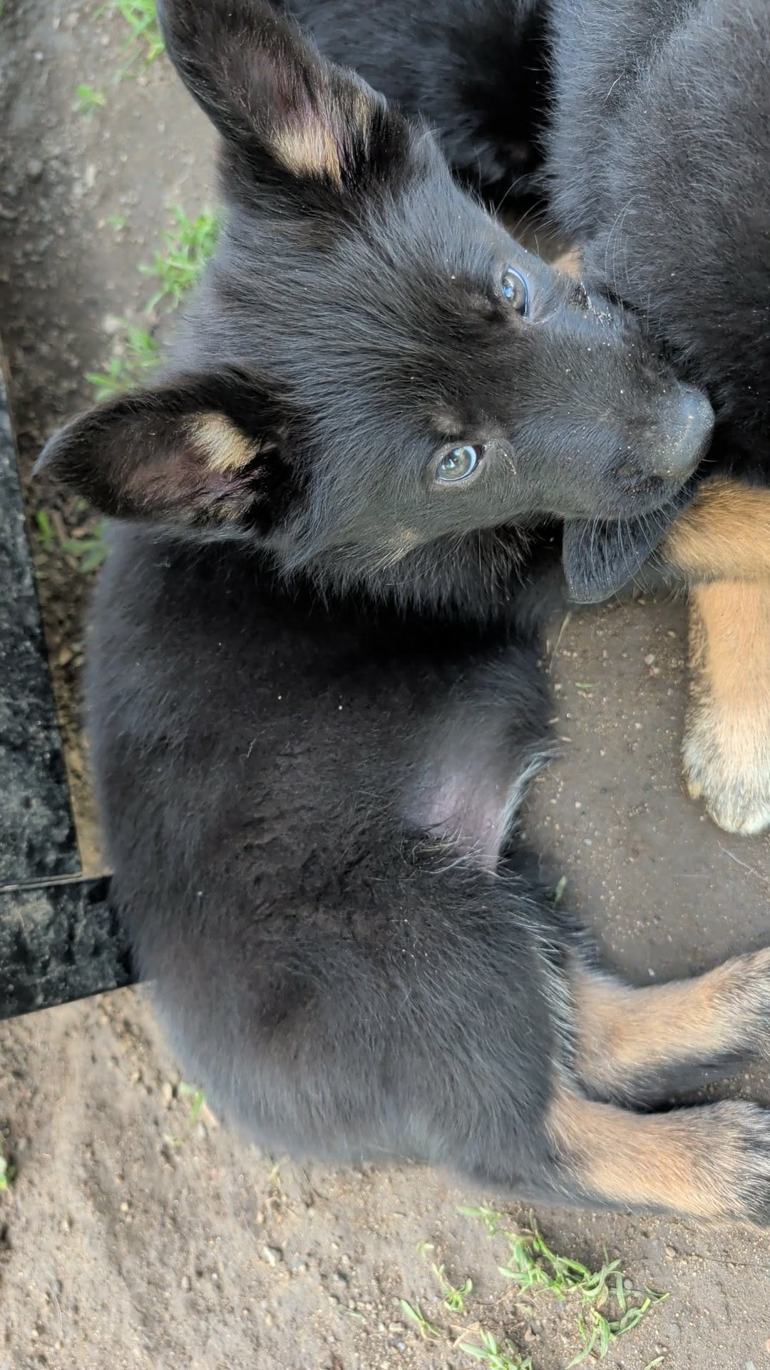 Babyblue – German Shepherd Dog, Alaskan Malamute puppy for sale in Fort Johnson, NY