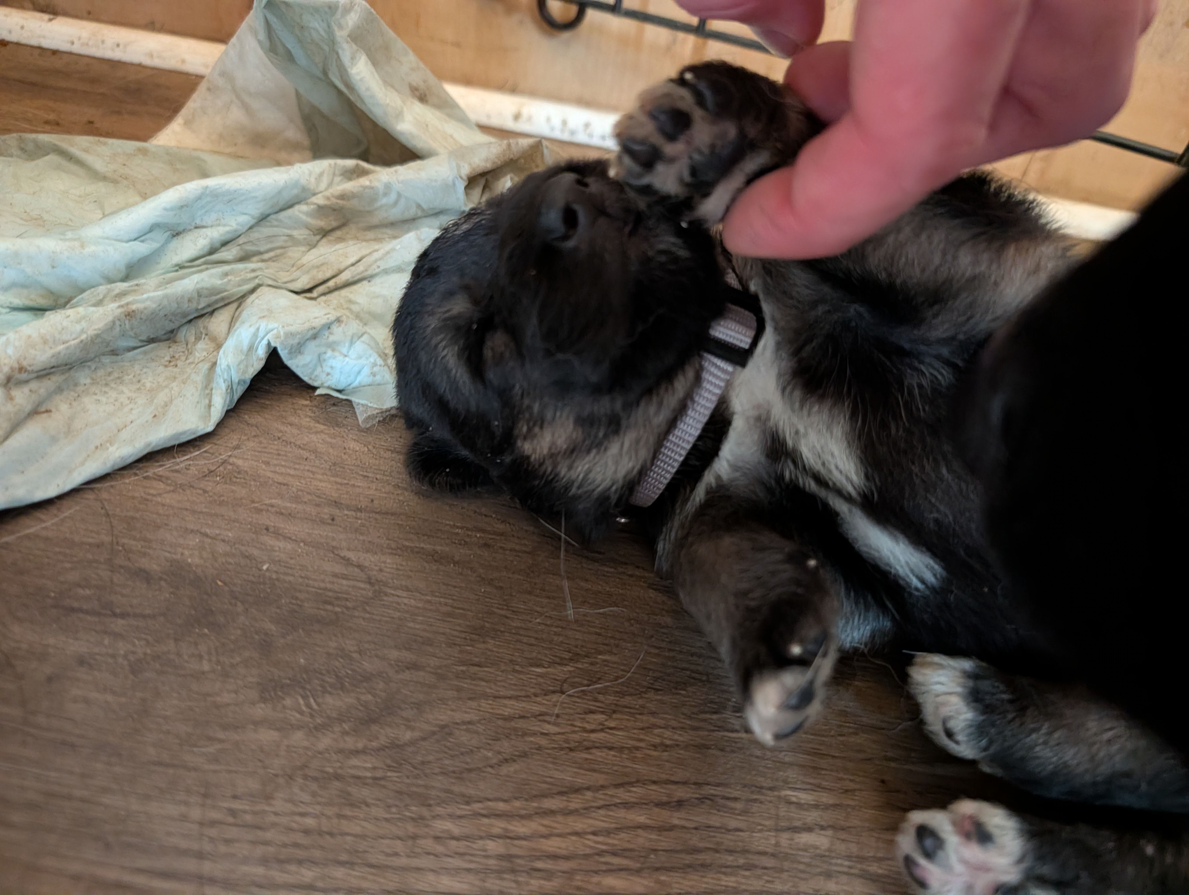 Grey – German Shepherd Dog puppy for sale in Fort Johnson, NY