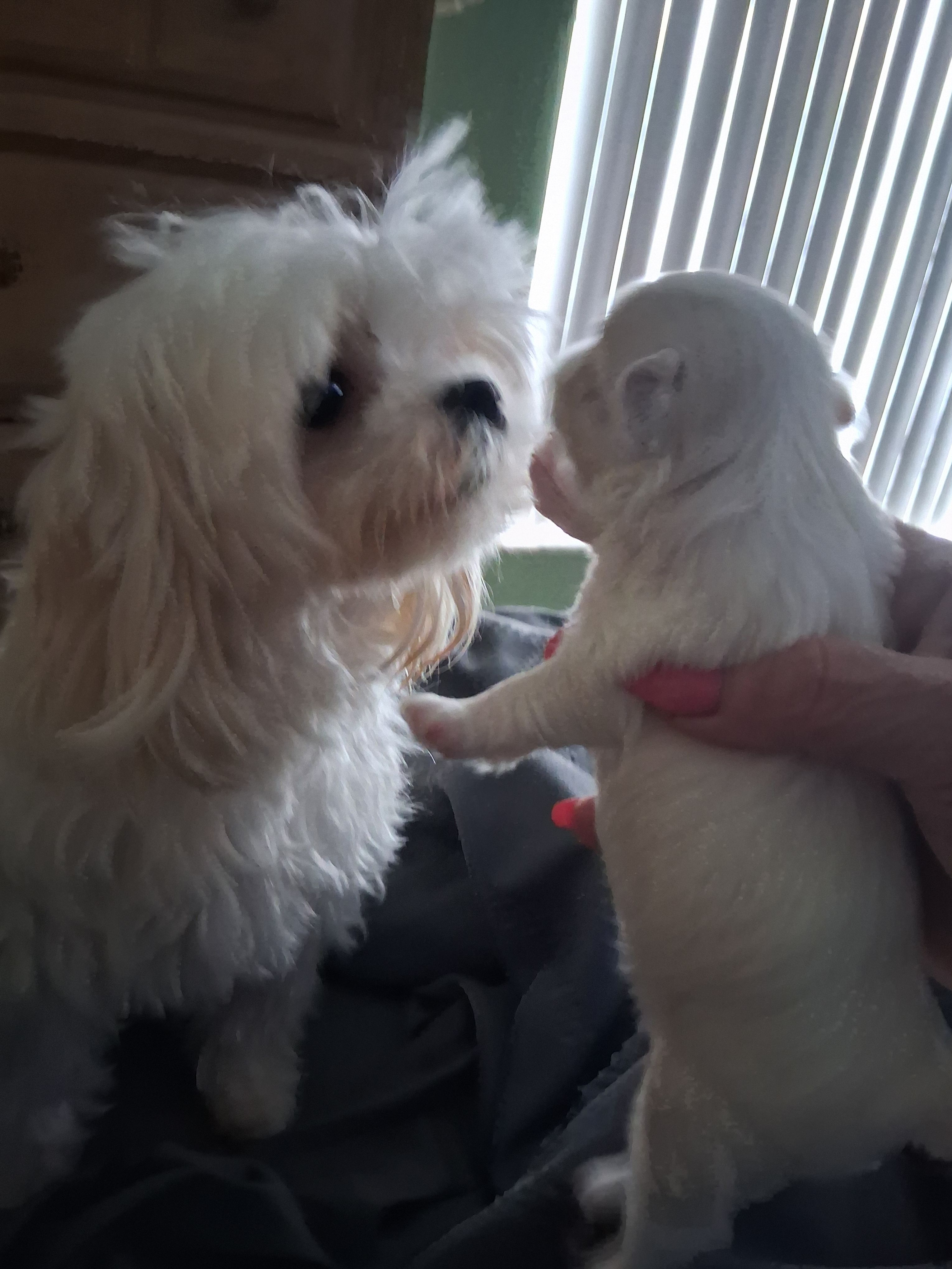Korean boy – Maltese puppy for sale in Tamarac, FL