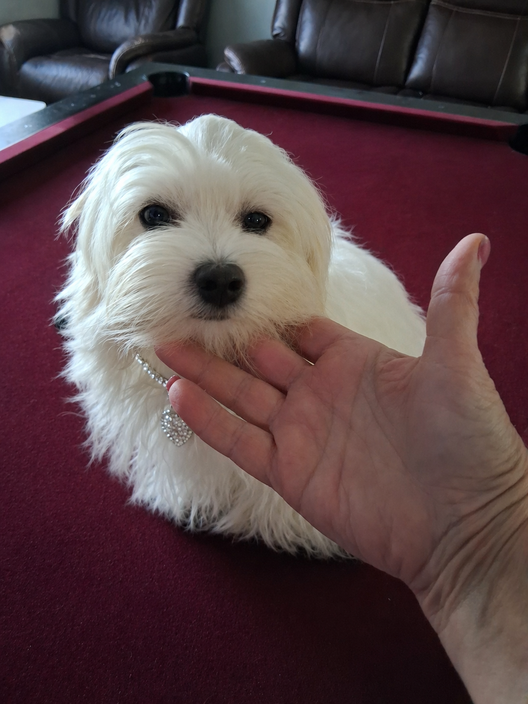 Angel – Maltipoo puppy for sale in Tamarac, FL