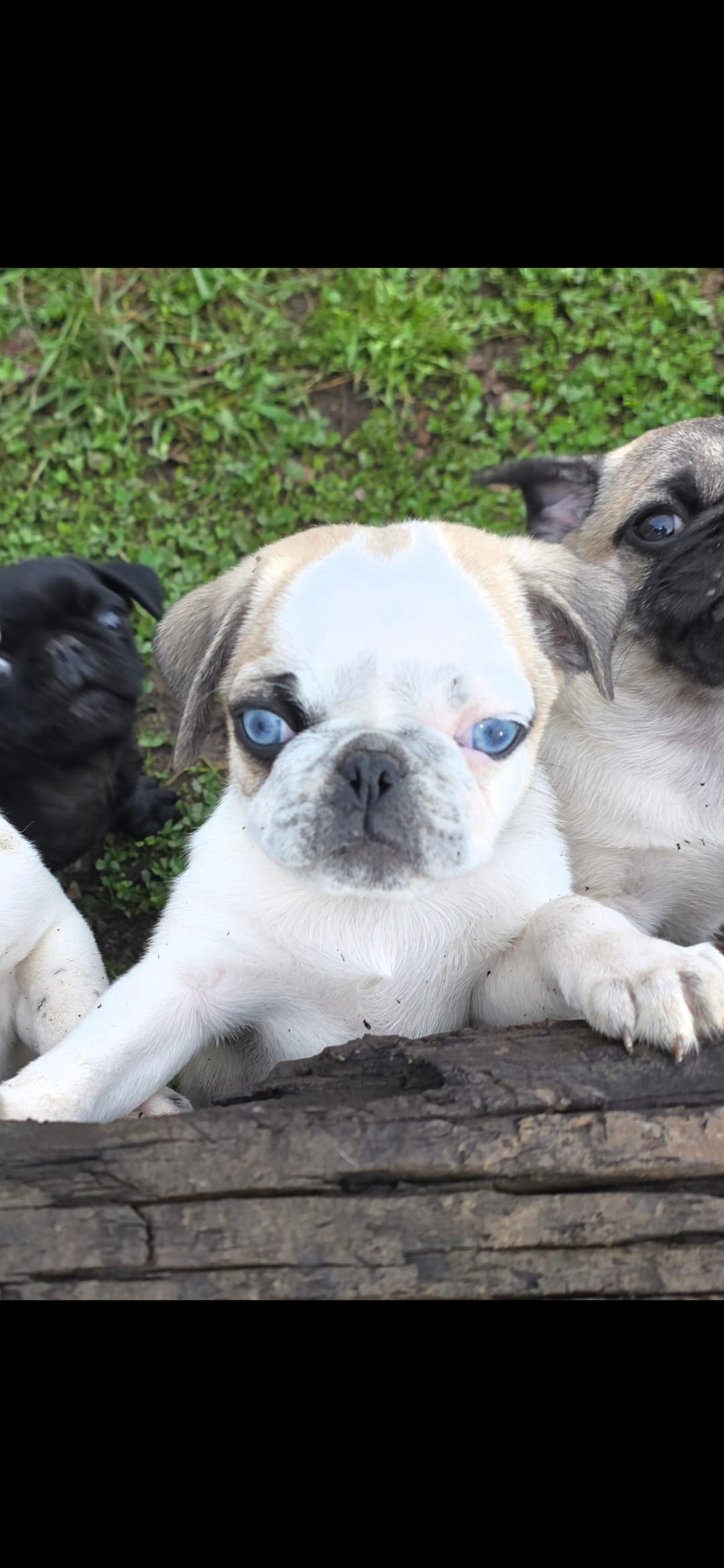 Nelson – Pug puppy for sale in Scheller, IL