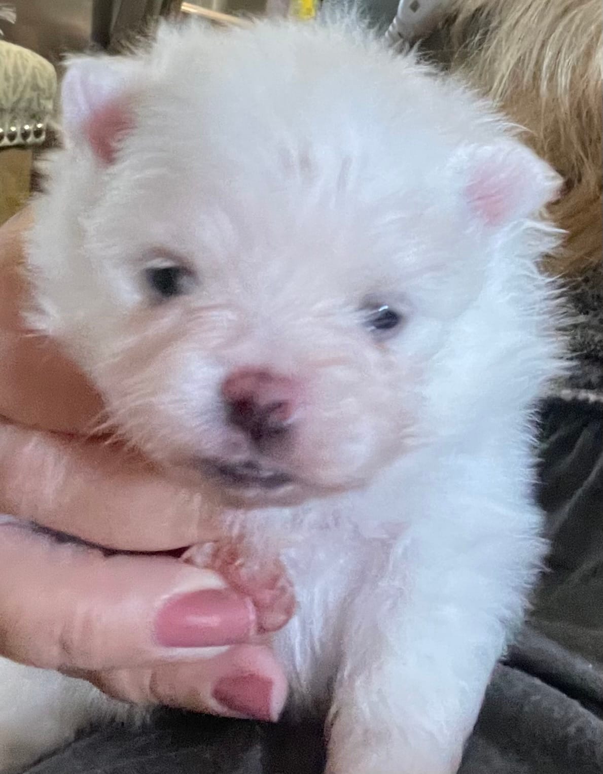 AKC ICE WHITE MALE “Louie” – Pomeranian puppy for sale in Pensacola, FL