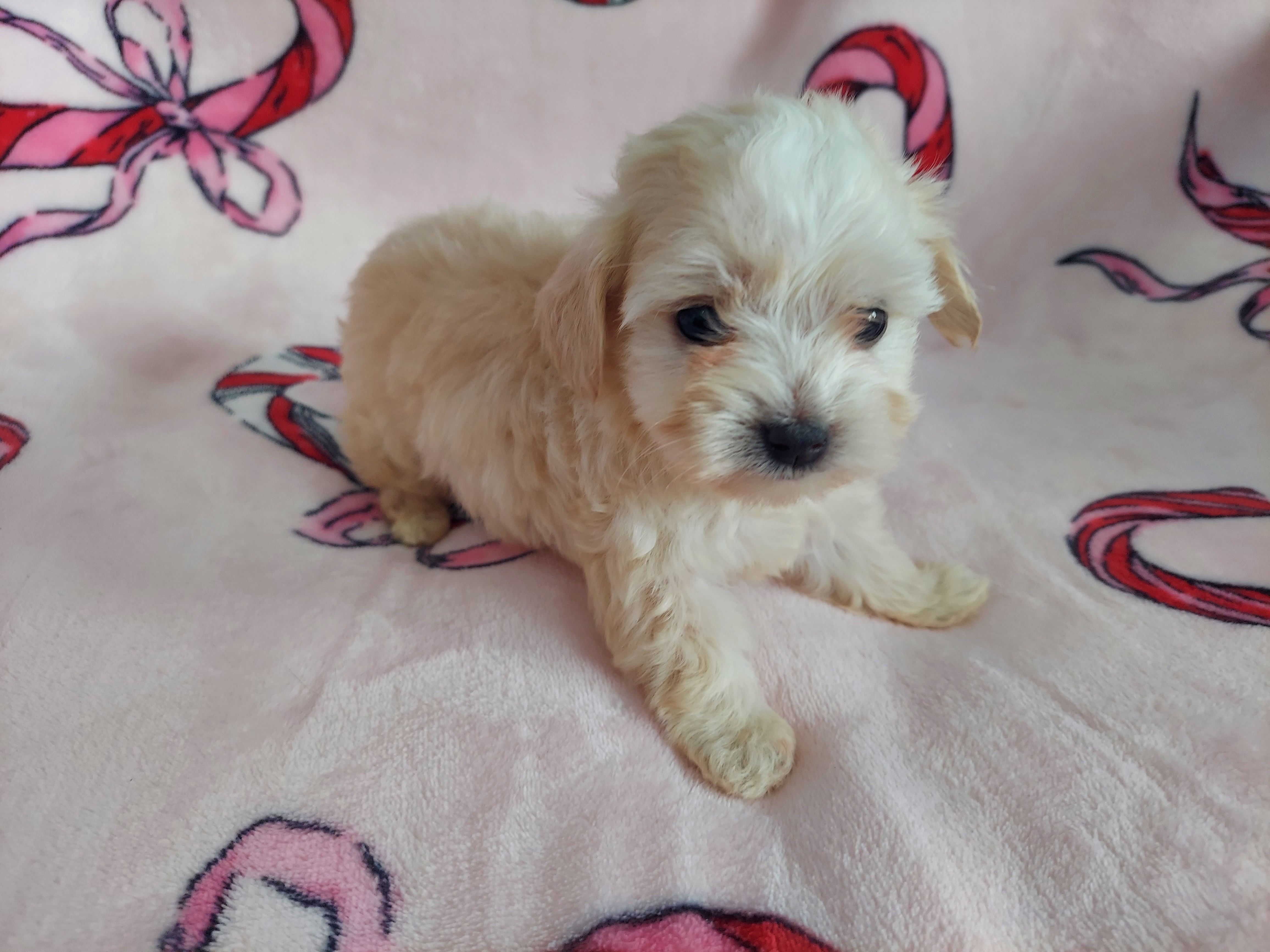 "Holly" is in home raised & non-shedding – Maltipoo puppy for sale in Interlochen, MI