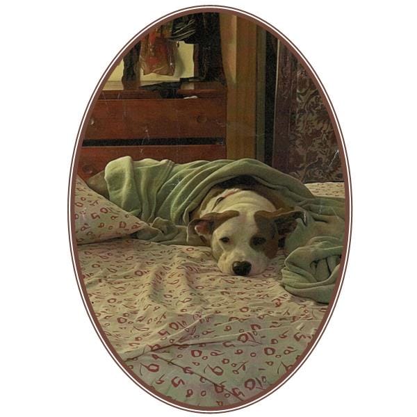 Silver is obedient, loyal, playful, loves people – American Pit Bull Terrier puppy for sale in Interlochen, MI