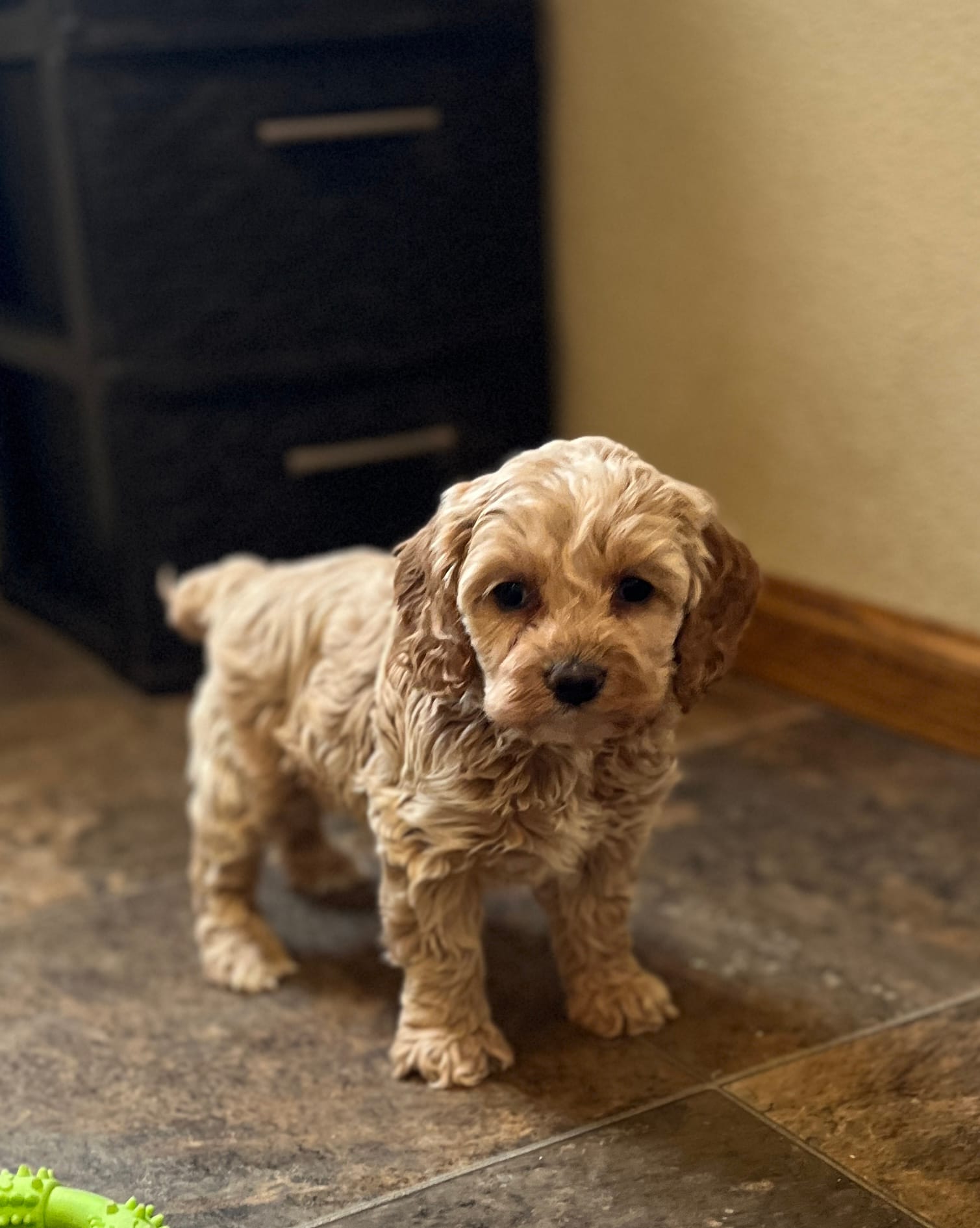 Layla – Cockapoo puppy for sale in Hilbert, WI