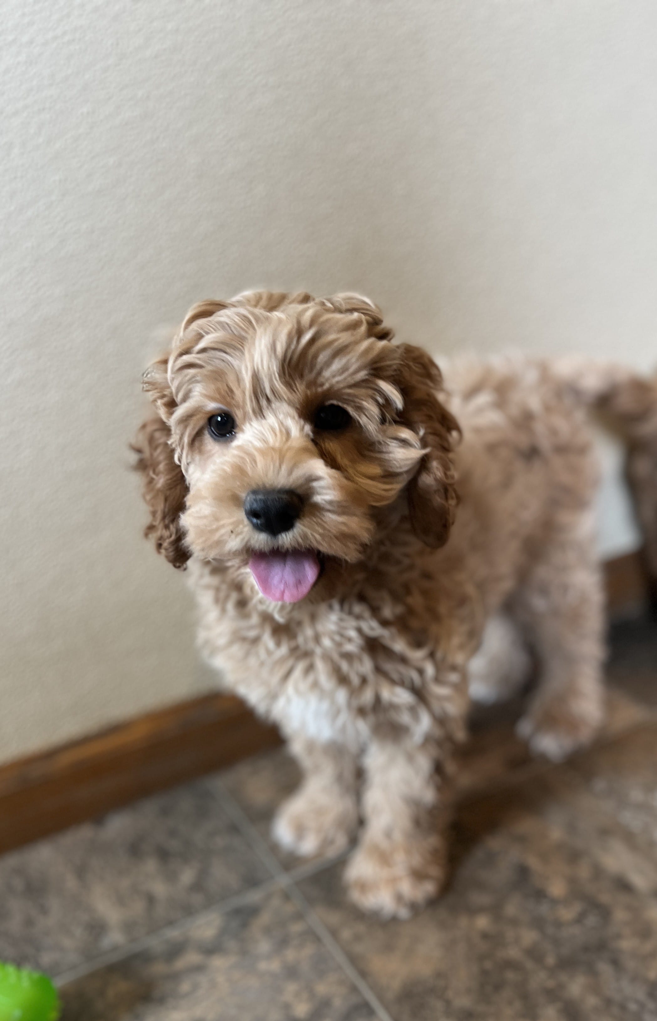 Layla – Cockapoo puppy for sale in Hilbert, WI