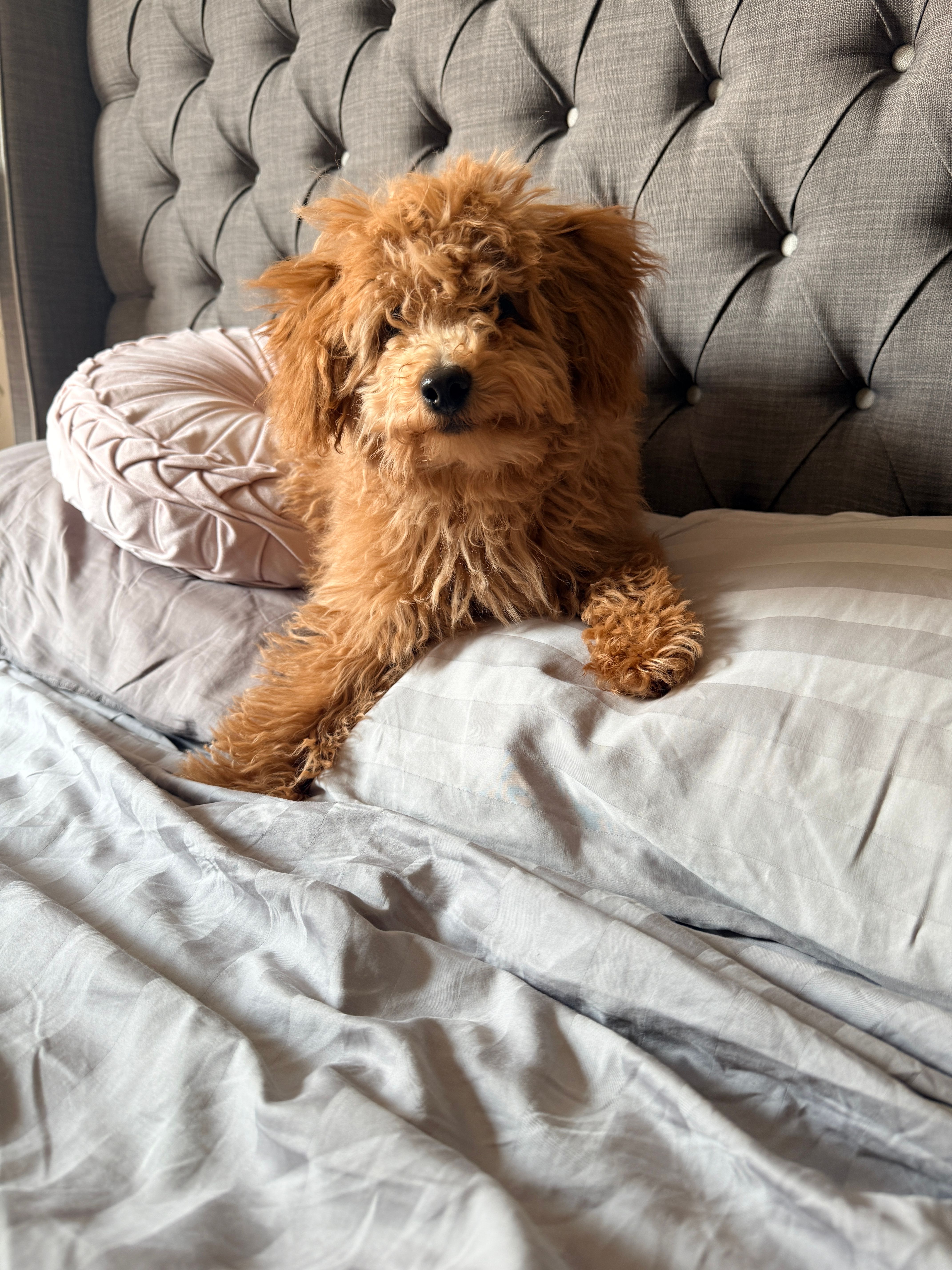 Cappuccino – Poodle - Miniature  puppy for sale in Bloomsburg, PA