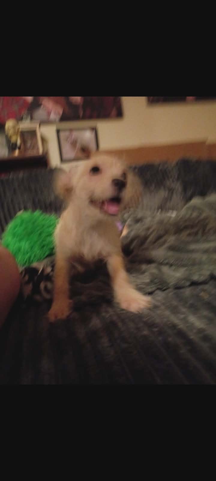 Brownie – Chihuahua, Shih Tzu puppy for sale in Northglenn, CO