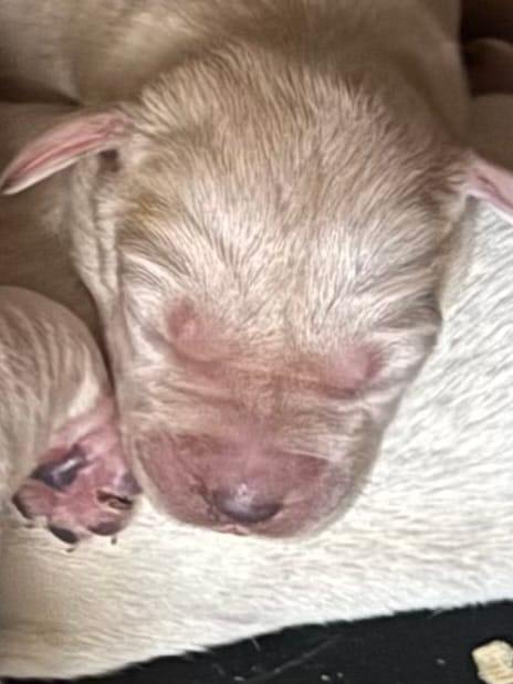 AKC Lab – Labrador Retriever puppy for sale in Taylorsville, NC