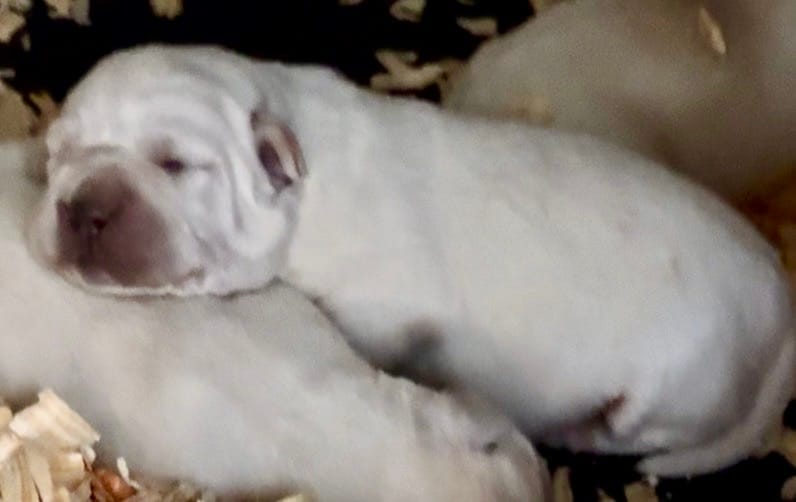 AKC Lab – Labrador Retriever puppy for sale in Taylorsville, NC