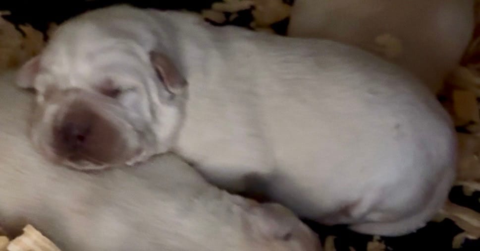 AKC Lab – Labrador Retriever puppy for sale in Taylorsville, NC