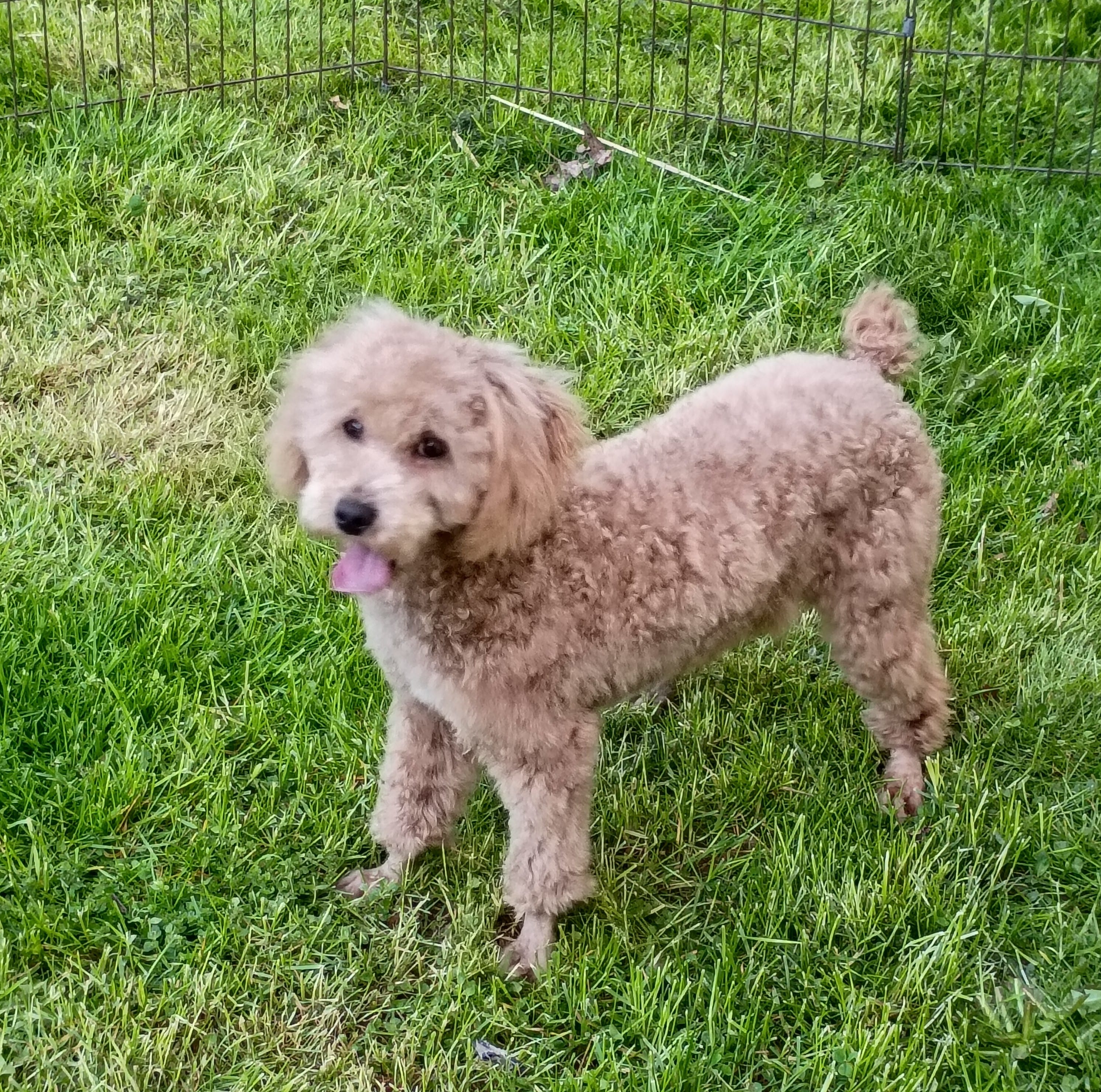 Mini male parents tested  – Poodle - Miniature  puppy for sale in Spraggs, PA