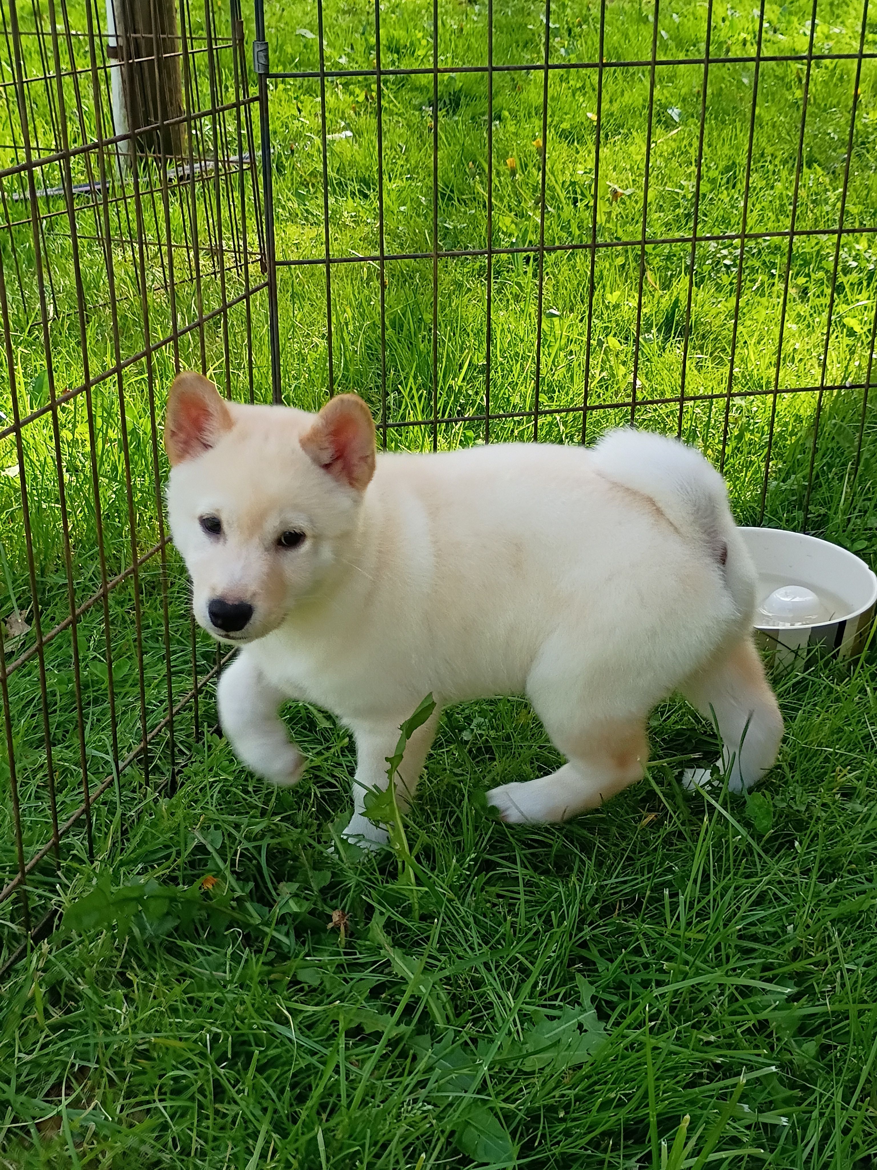 Carmel Apple ! So sweet !! – Shiba Inu puppy for sale in Spraggs, PA