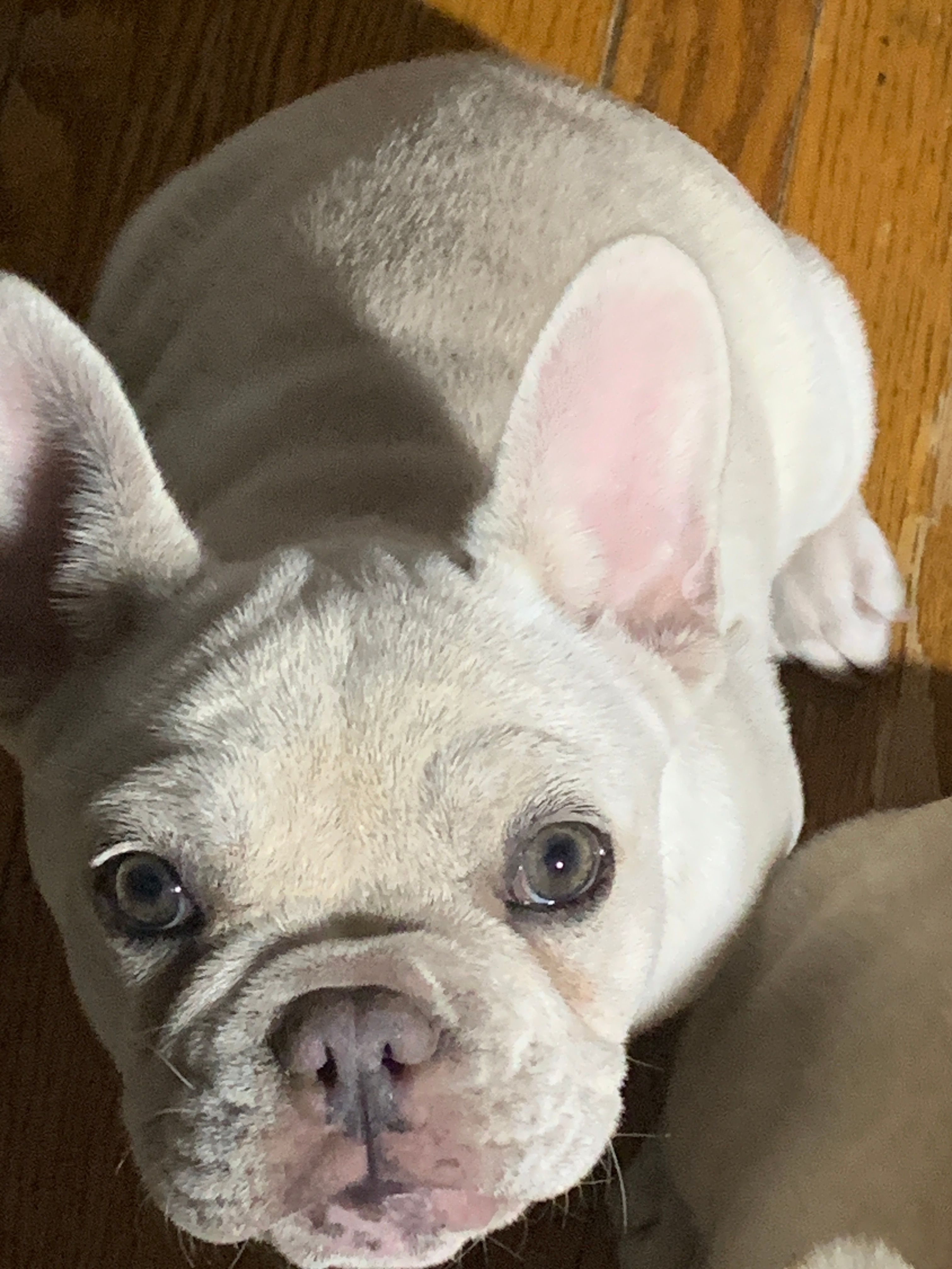 Rebel – French Bulldog puppy for sale in Independence, KY