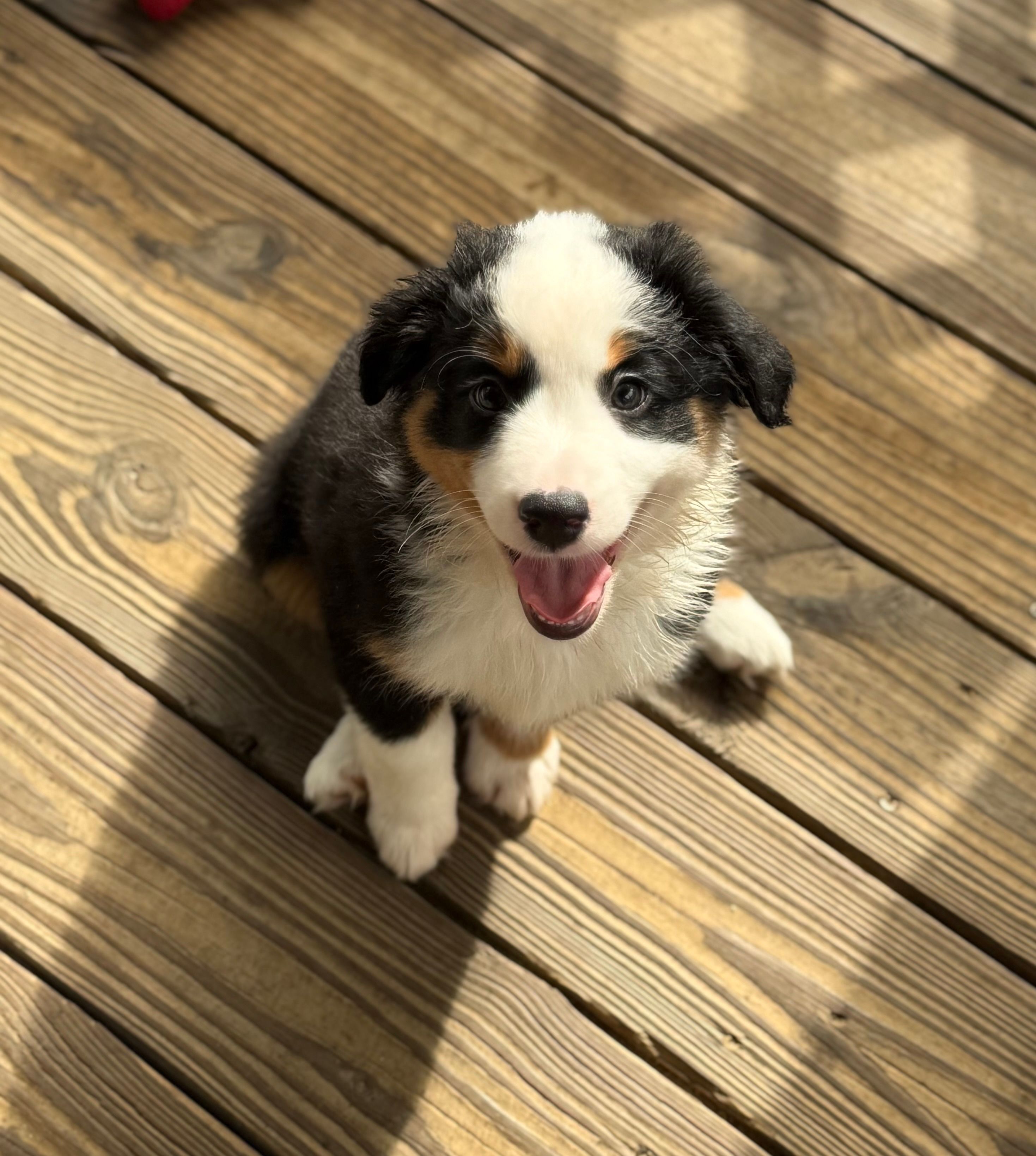 Daisy – Miniature Australian Shepherd puppy for sale in Chipley, FL