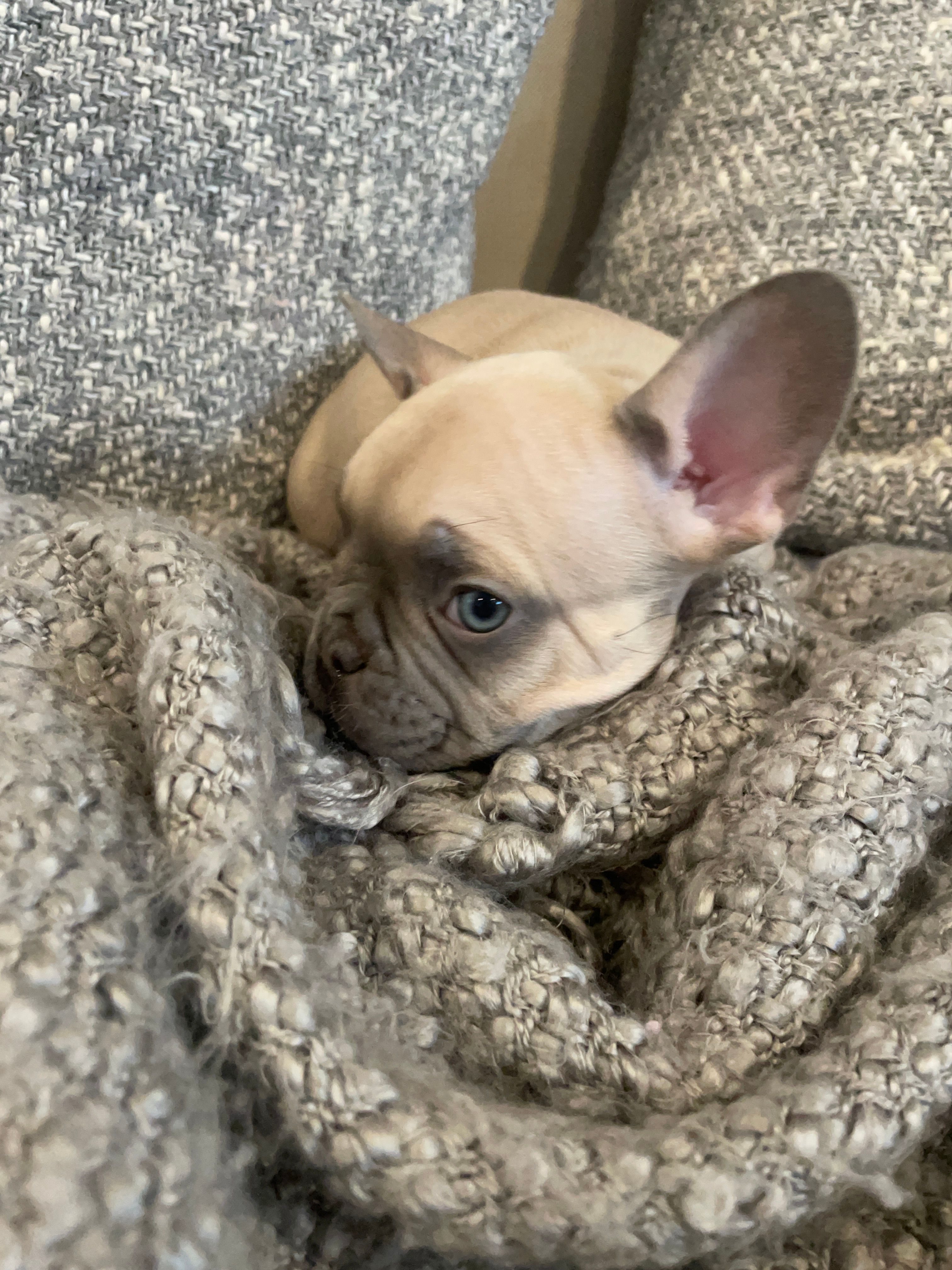 Zulu – French Bulldog puppy for sale in Metairie, LA