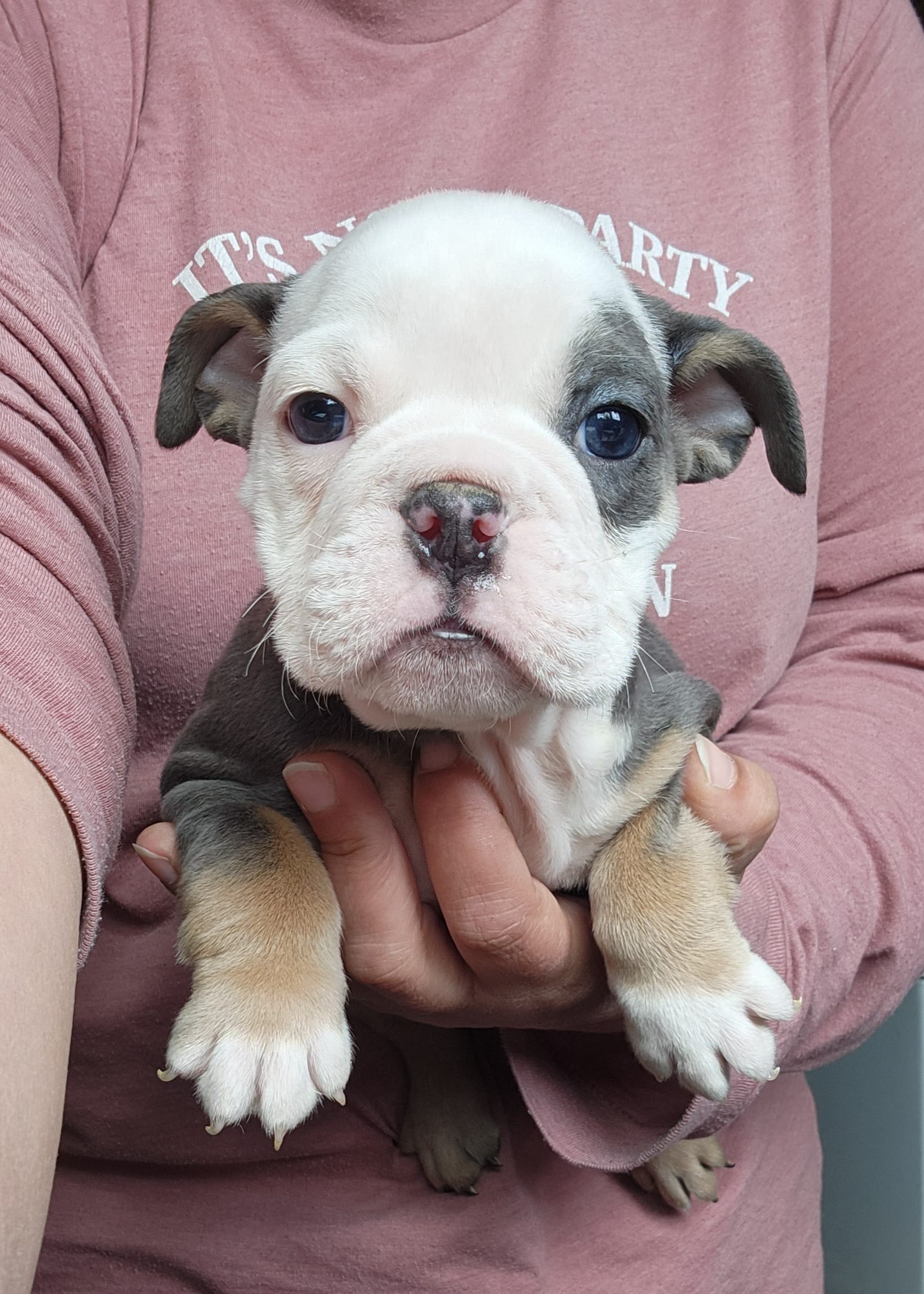 Betty Lou – English Bulldog puppy for sale in Maurice, IA