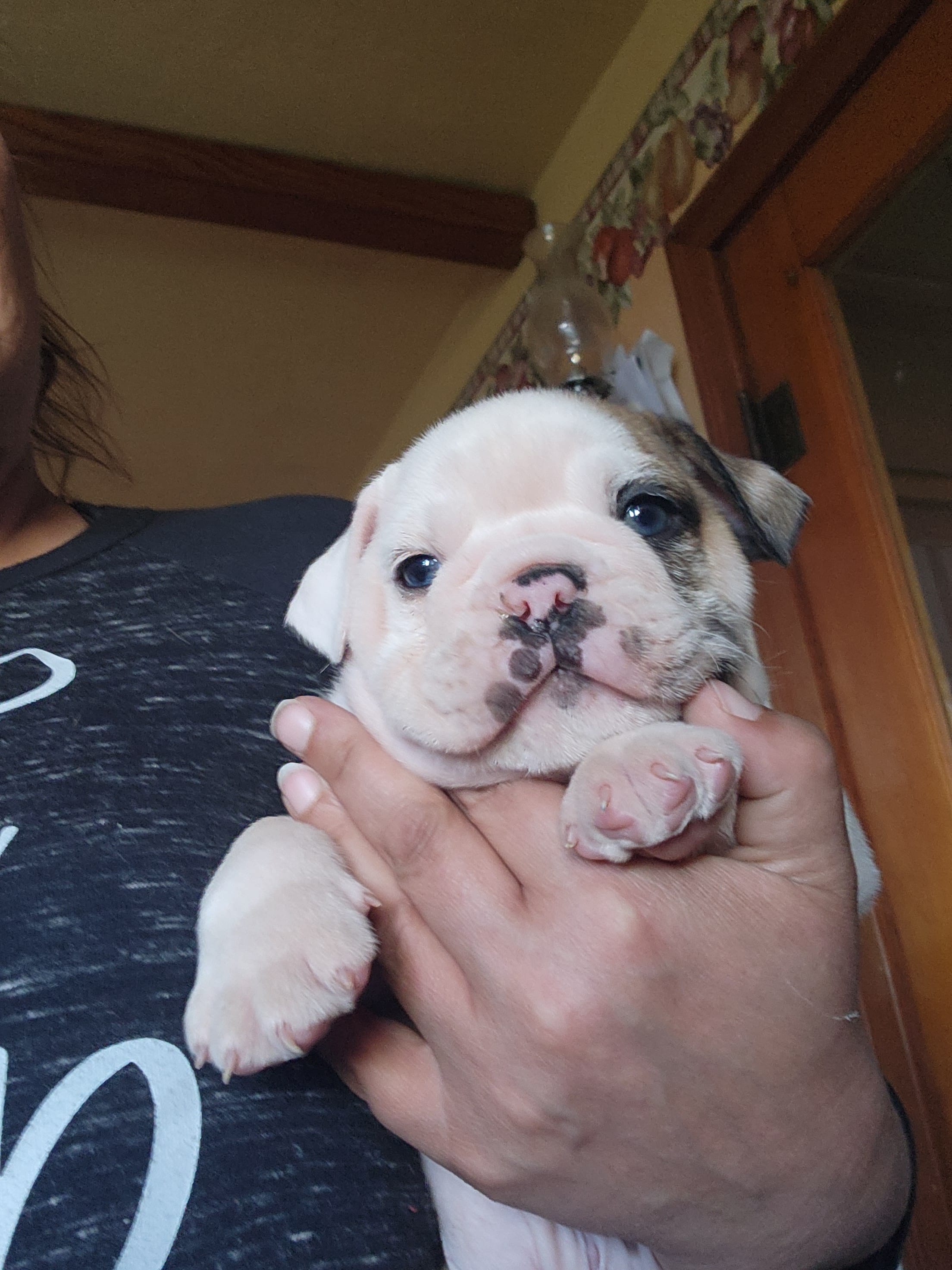 Buckwheat – English Bulldog puppy for sale in Maurice, IA