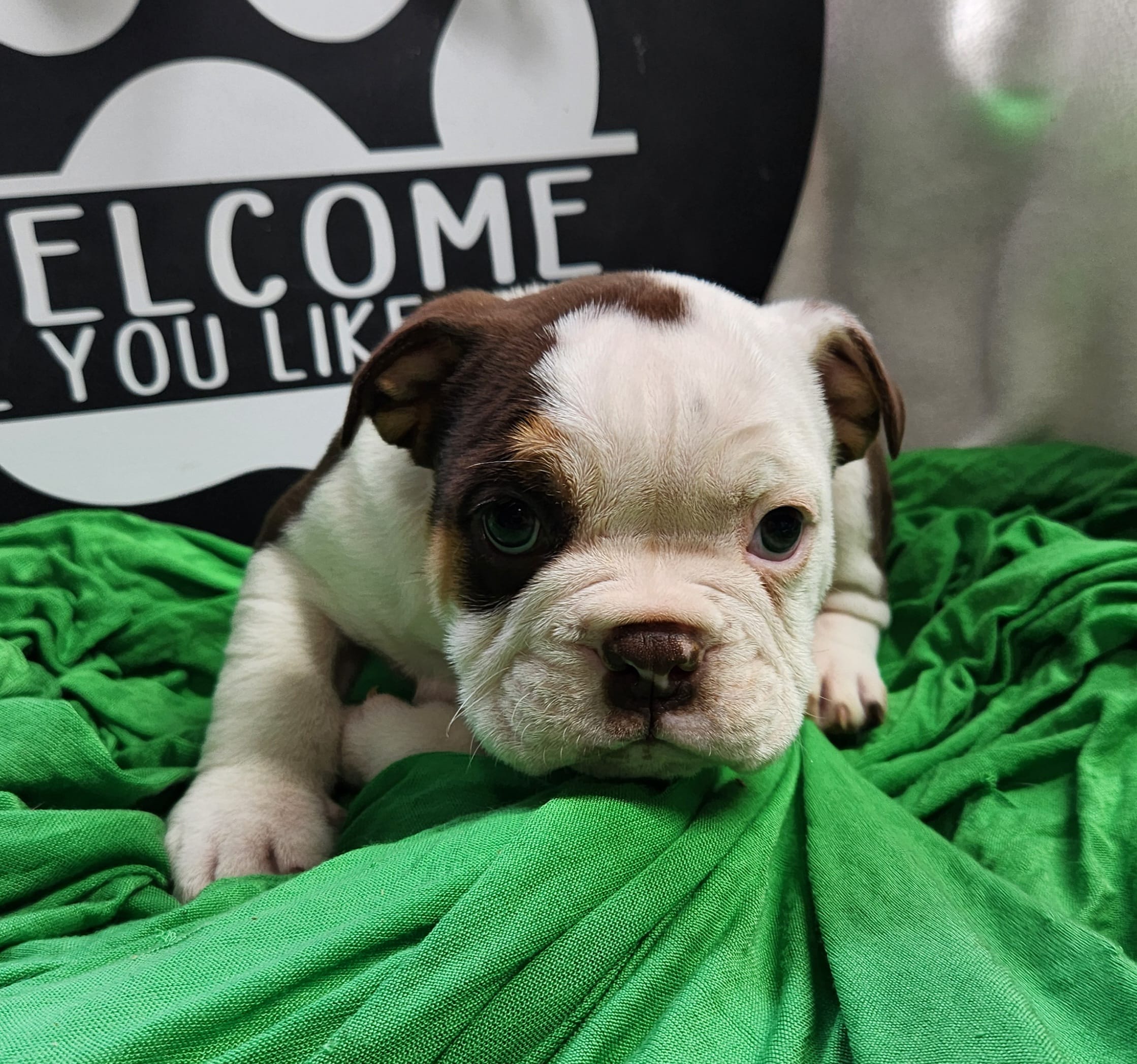 Kosher – English Bulldog puppy for sale in Maurice, IA
