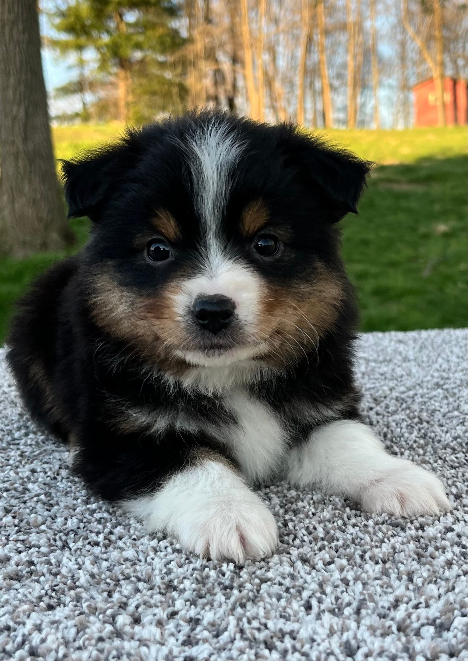 Cody  – Miniature American Shepherd puppy for sale in Dalton, OH