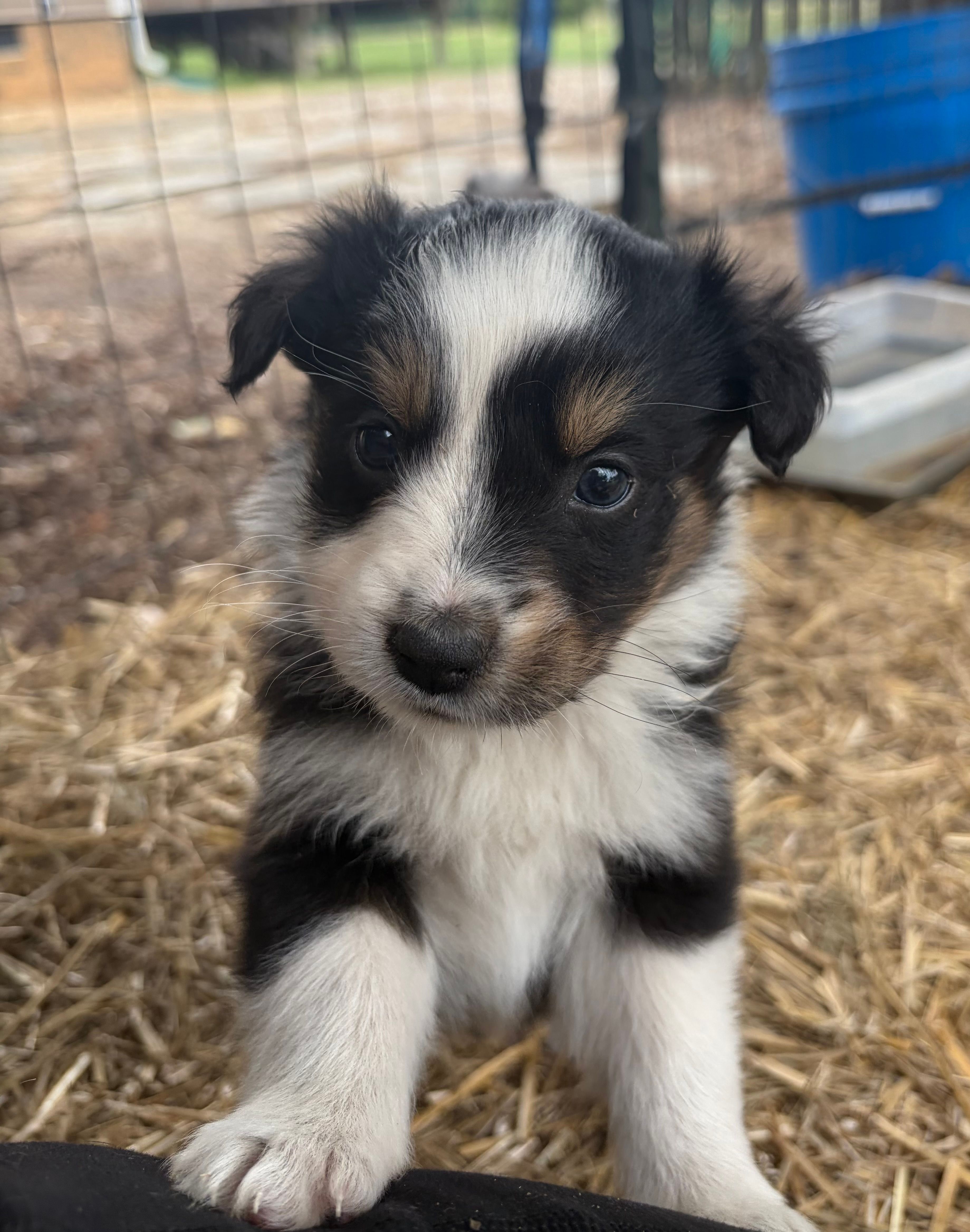 Daisy – Australian Shepherd puppy for sale in Orangeburg, SC
