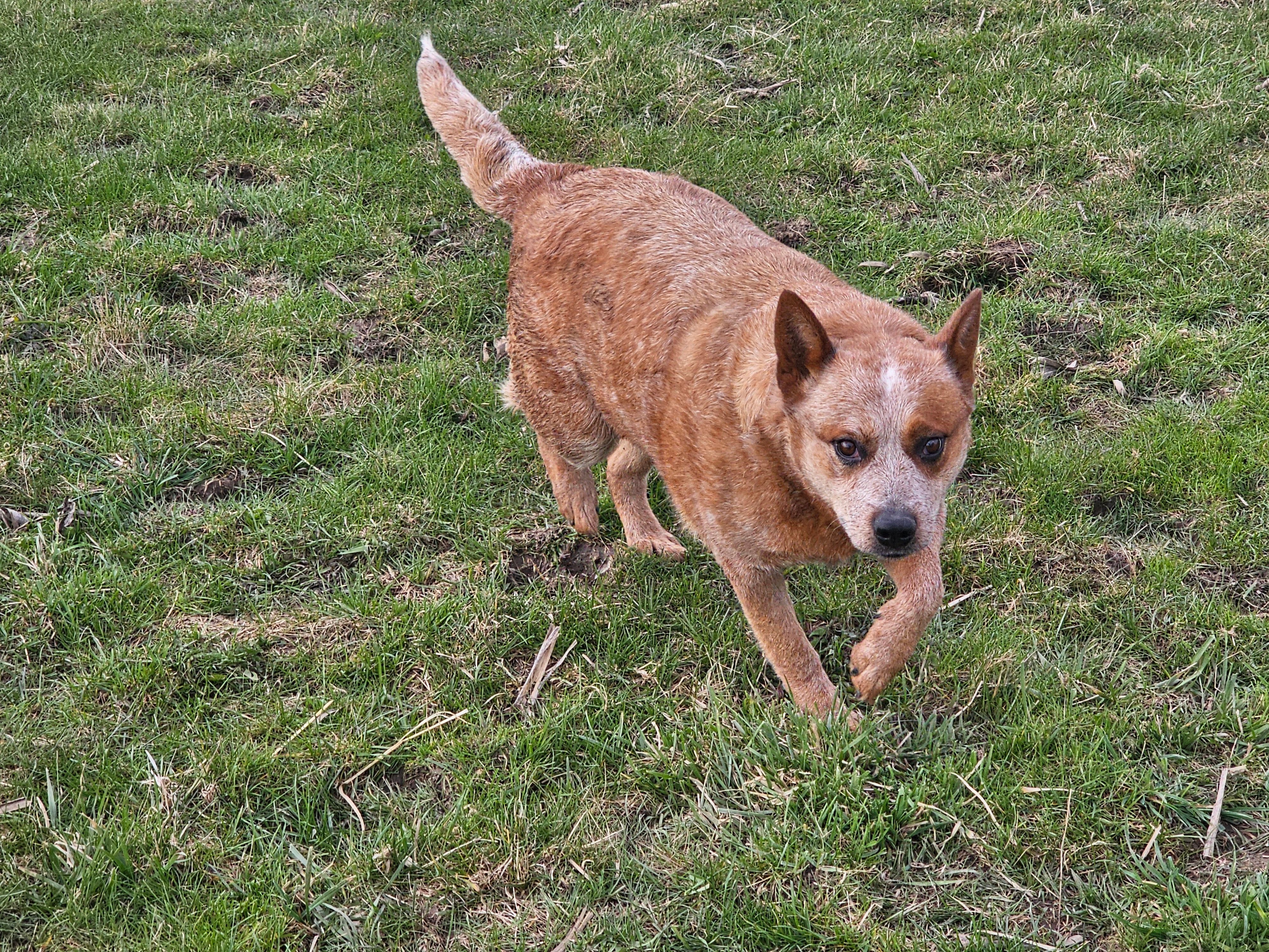 AKC Female  – Australian Cattle Dog puppy for sale in Alexandria, IN