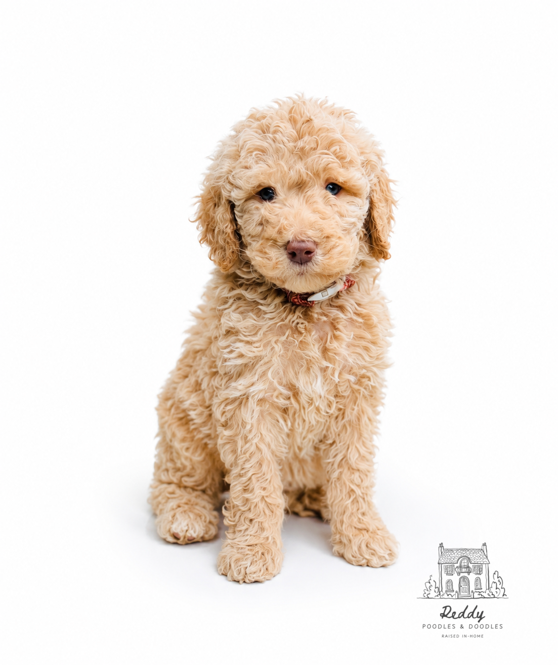 Peep – Labradoodle puppy for sale in Elizabethtown, KY