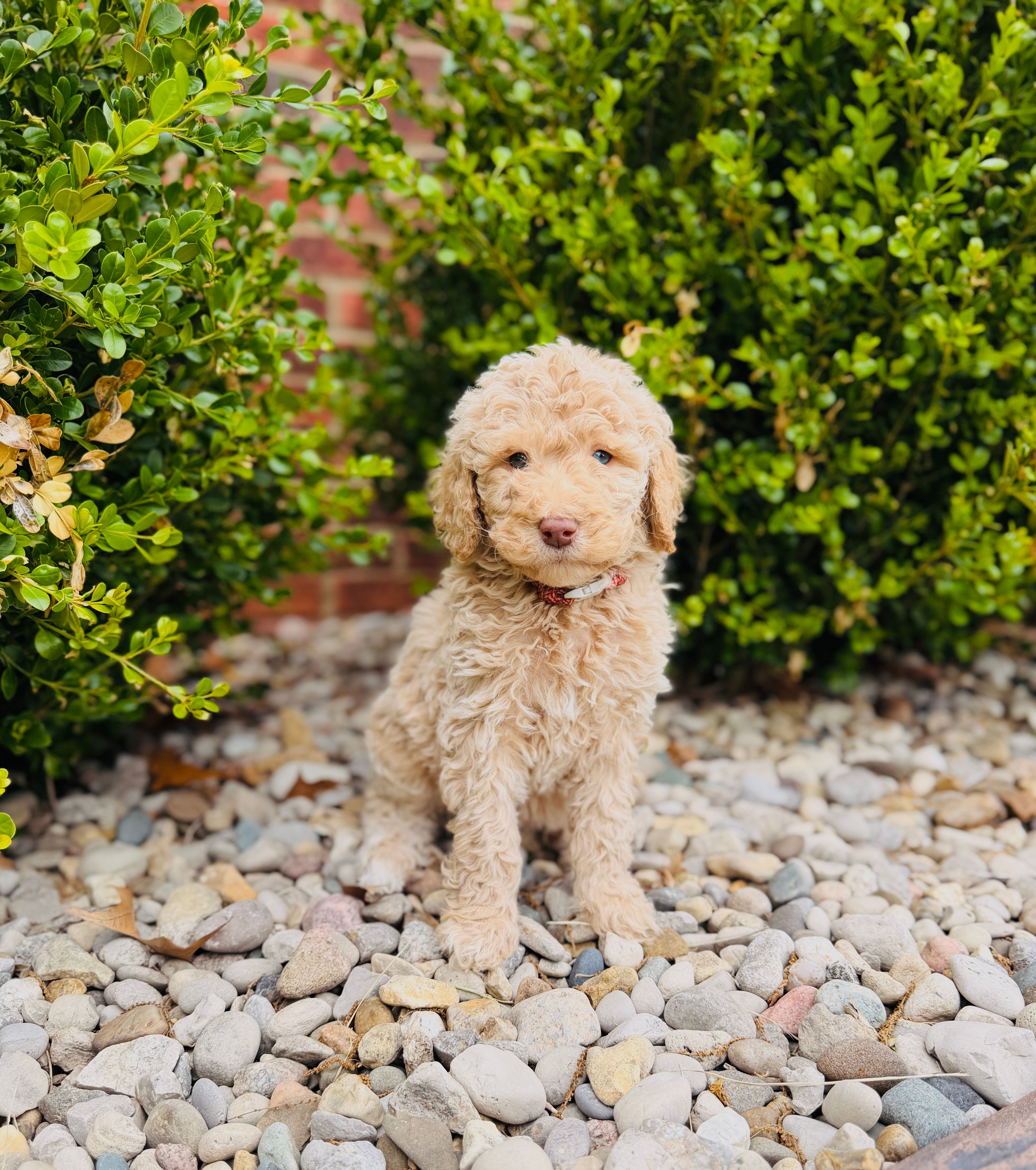 Peep – Labradoodle puppy for sale in Elizabethtown, KY
