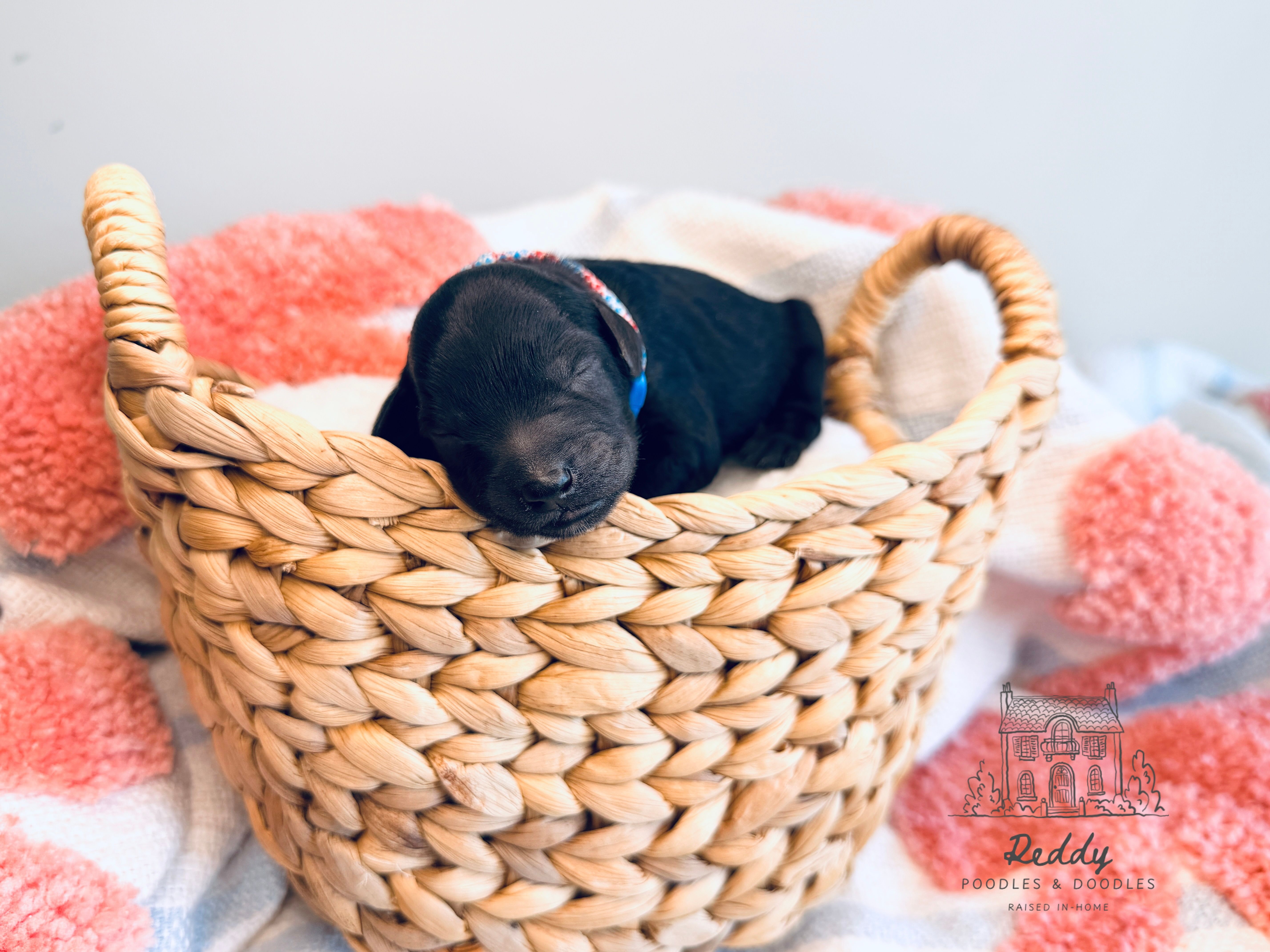 Cypress - Petite – Goldendoodle, Miniature Goldendoodle puppy for sale in Elizabethtown, KY