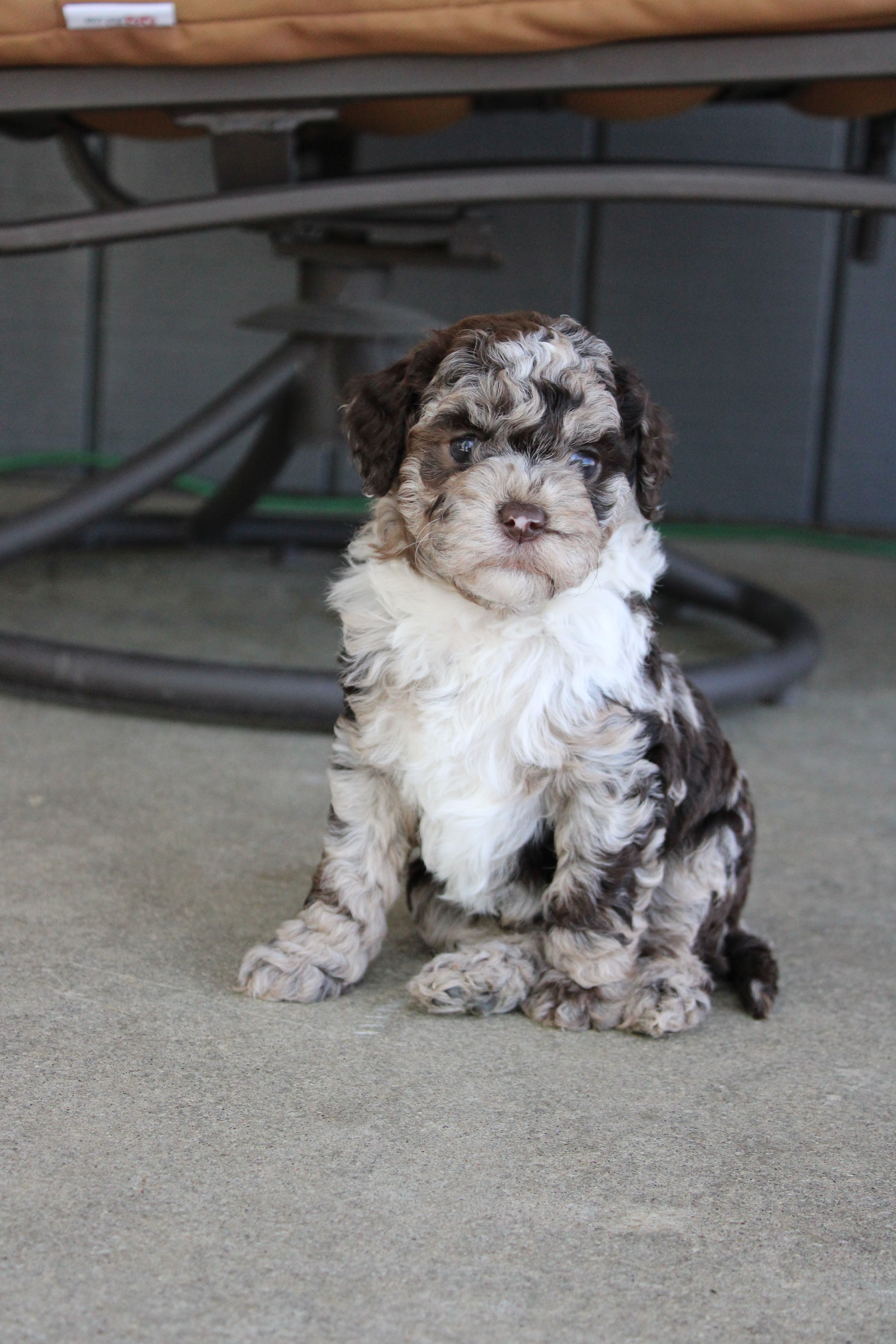 Archie  – Miniature Goldendoodle puppy for sale in Wooster, OH
