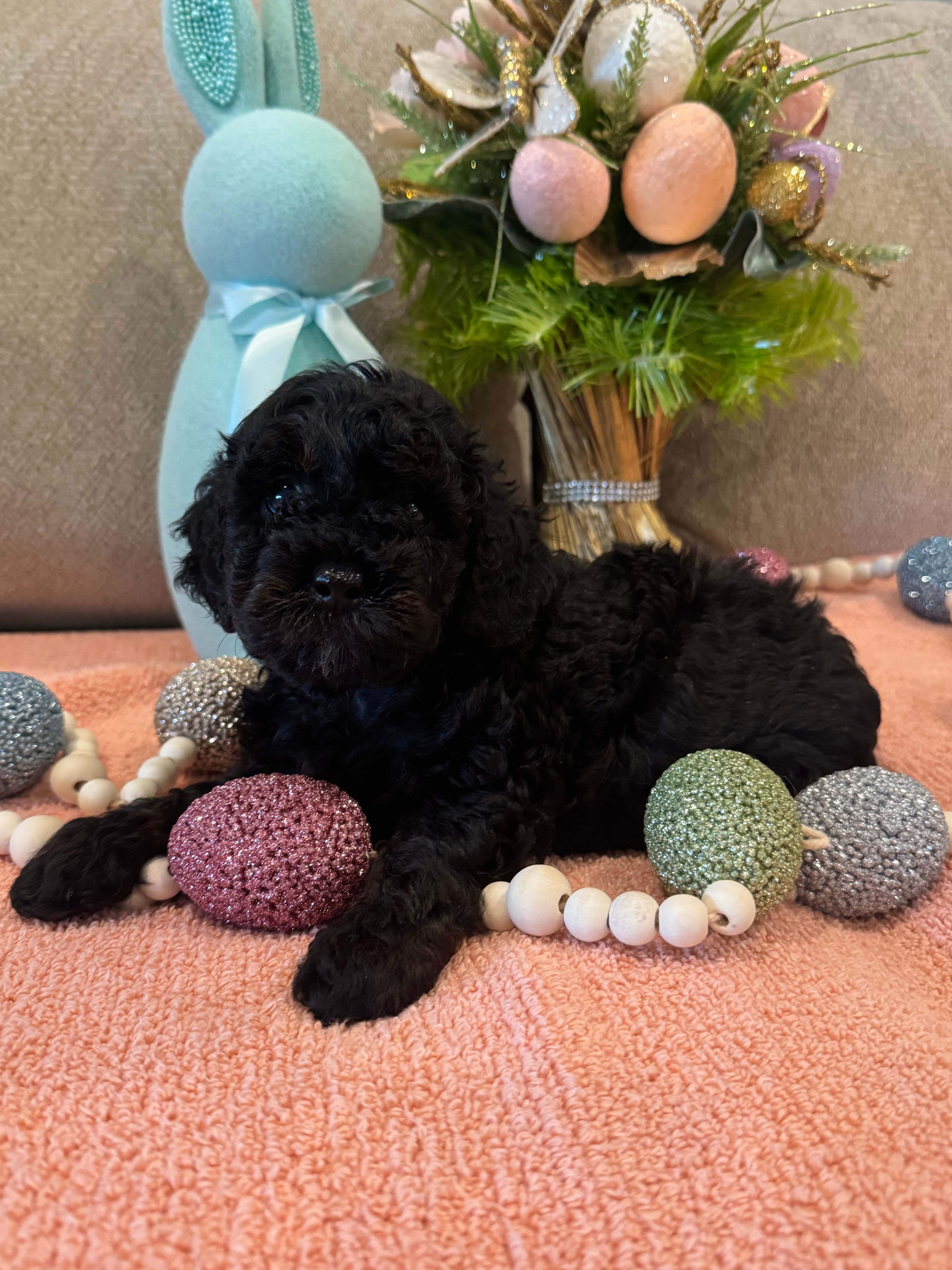 Rose – Poodle - Miniature  puppy for sale in Nokomis, FL