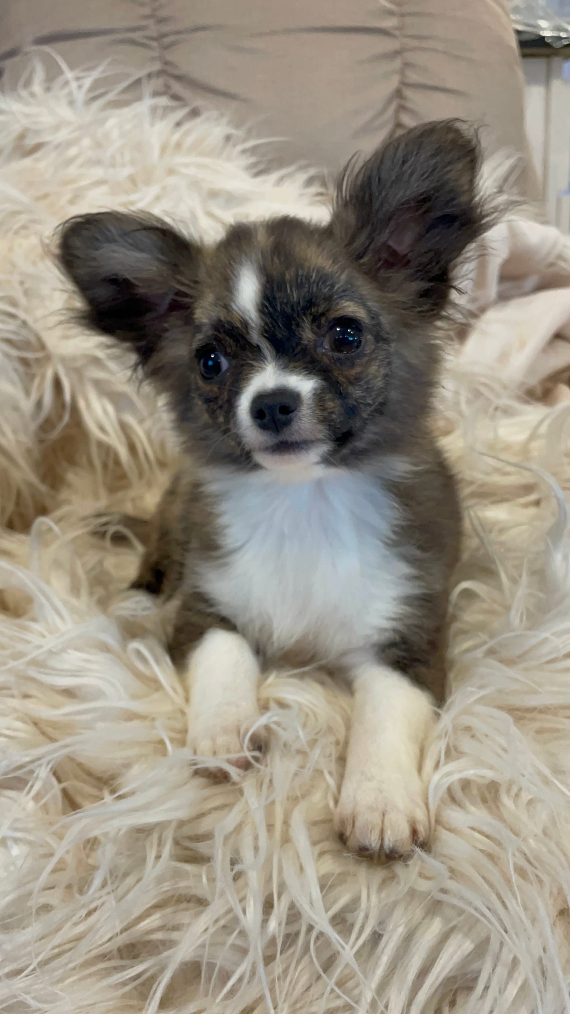 Brinday – Chihuahua puppy for sale in Buffalo, NY