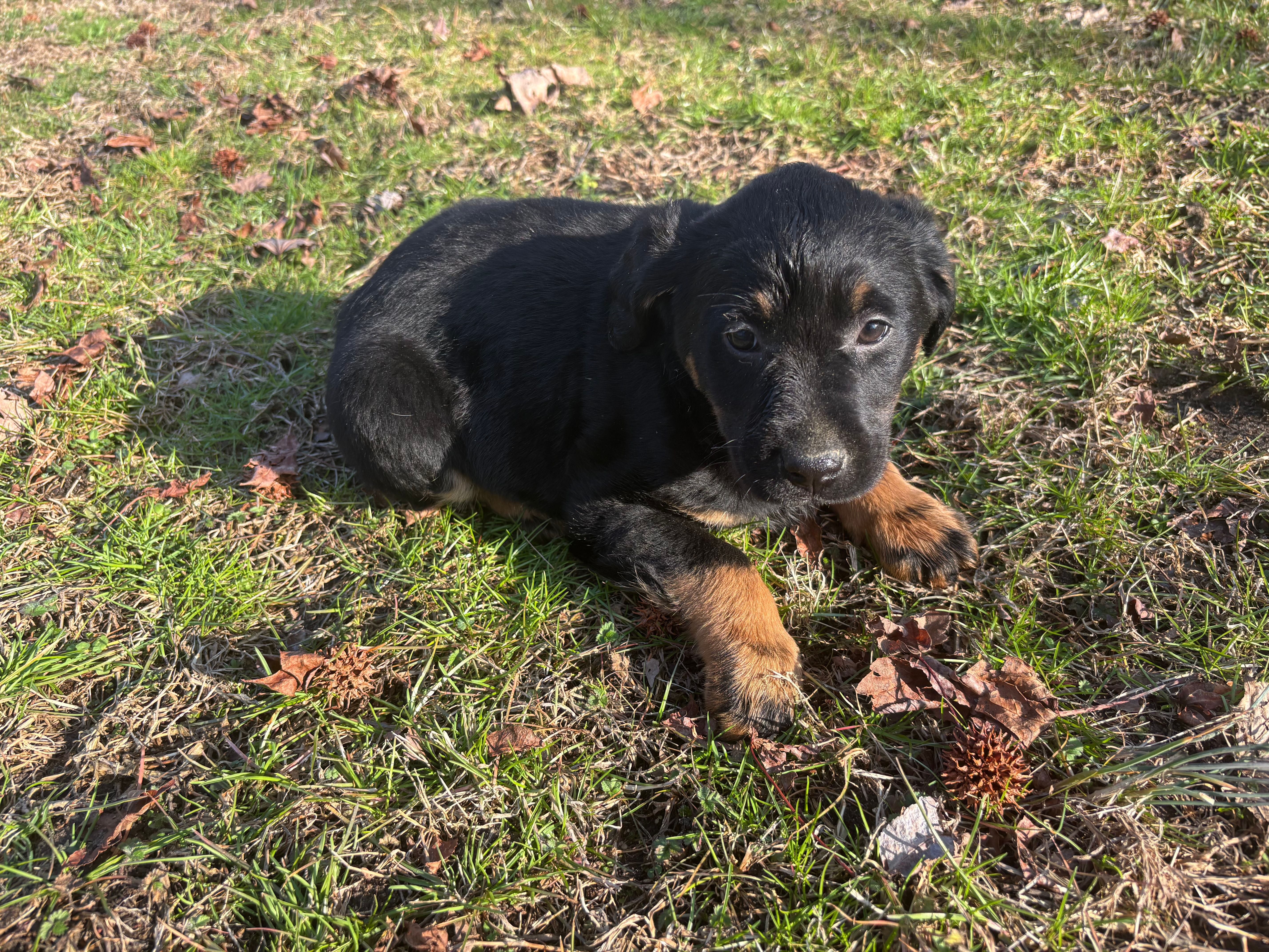 Tiger – Rottweiler, Labrador Retriever puppy for sale in Vincentown, NJ